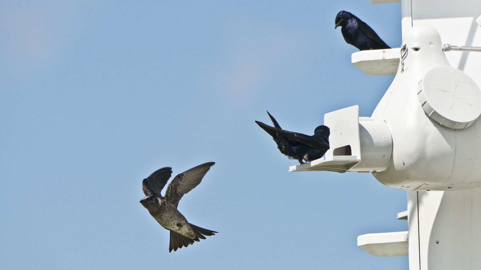 Purple martins fly out of a bird house