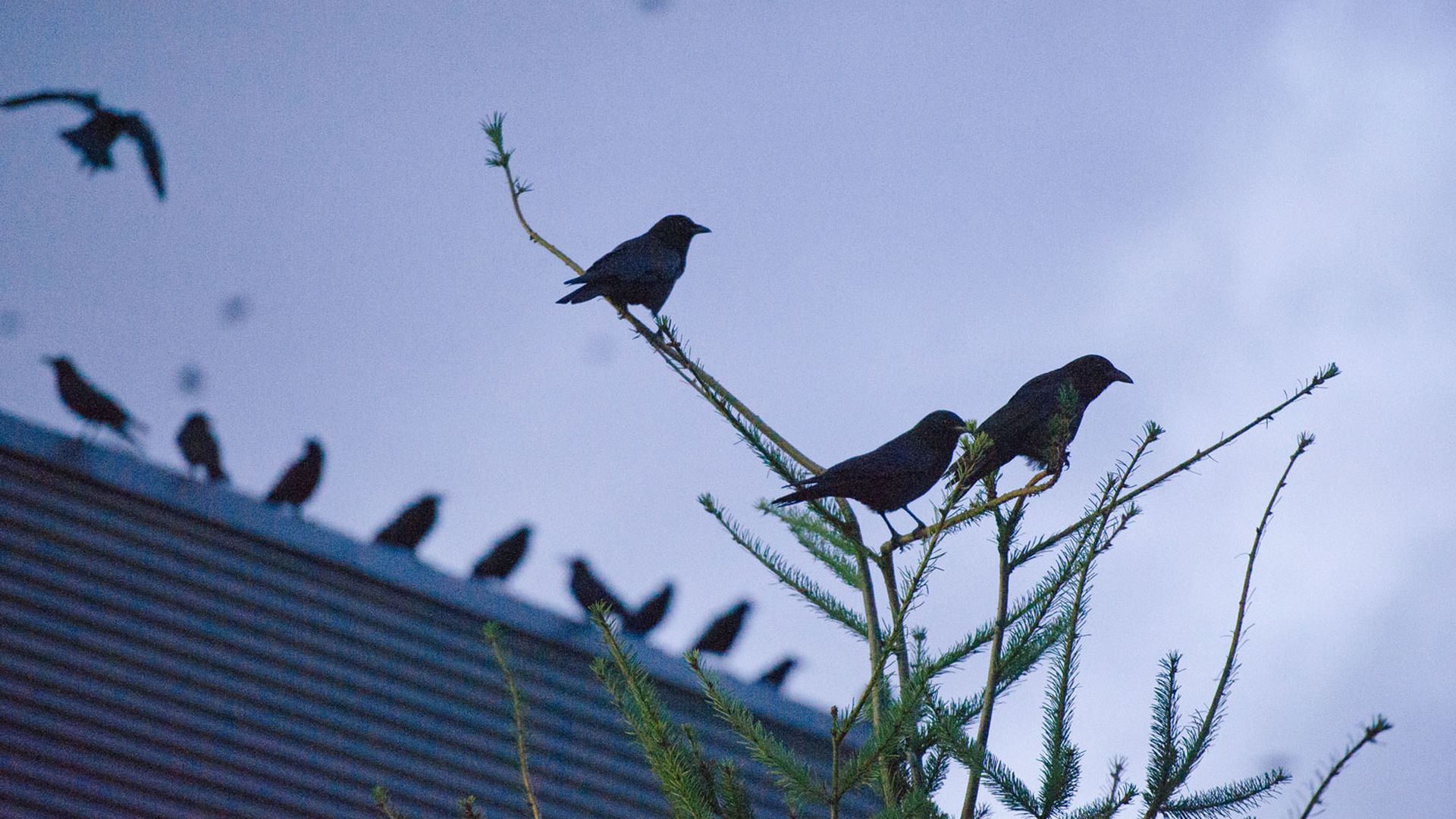 Crows line a roof and light on trees at the University of Washington Bothell.