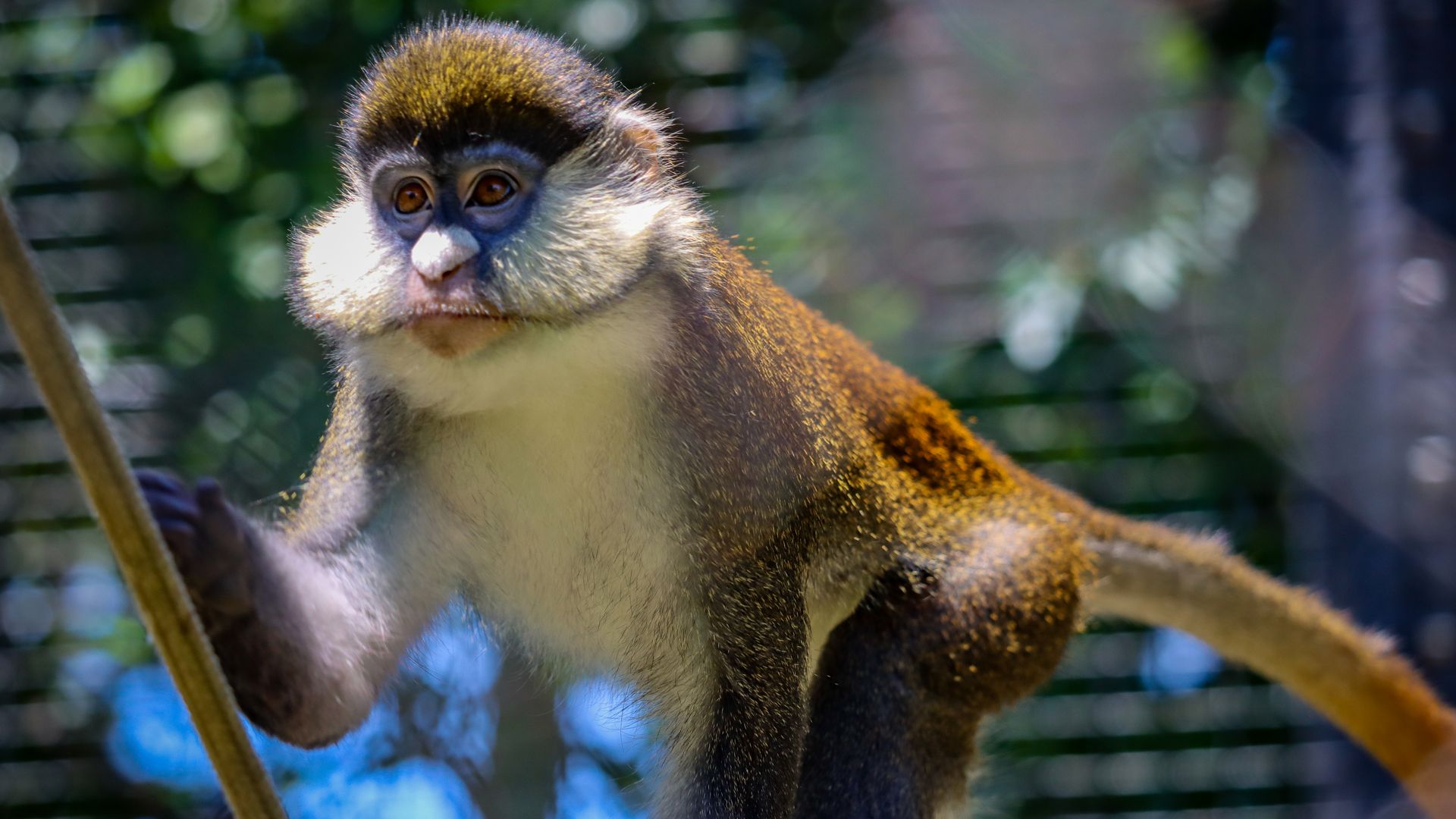 The red-tailed monkeys seen here can now be found at the Philly Zoo. 