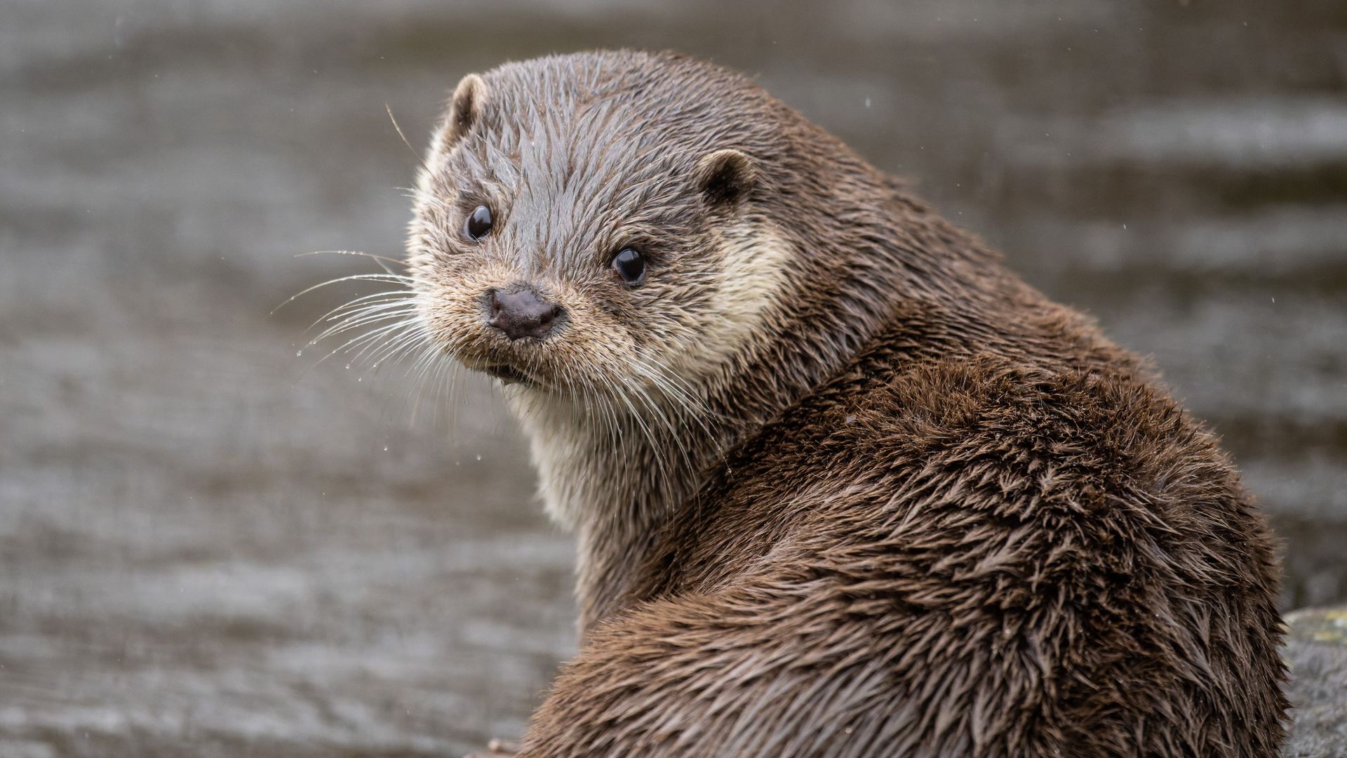 An otter