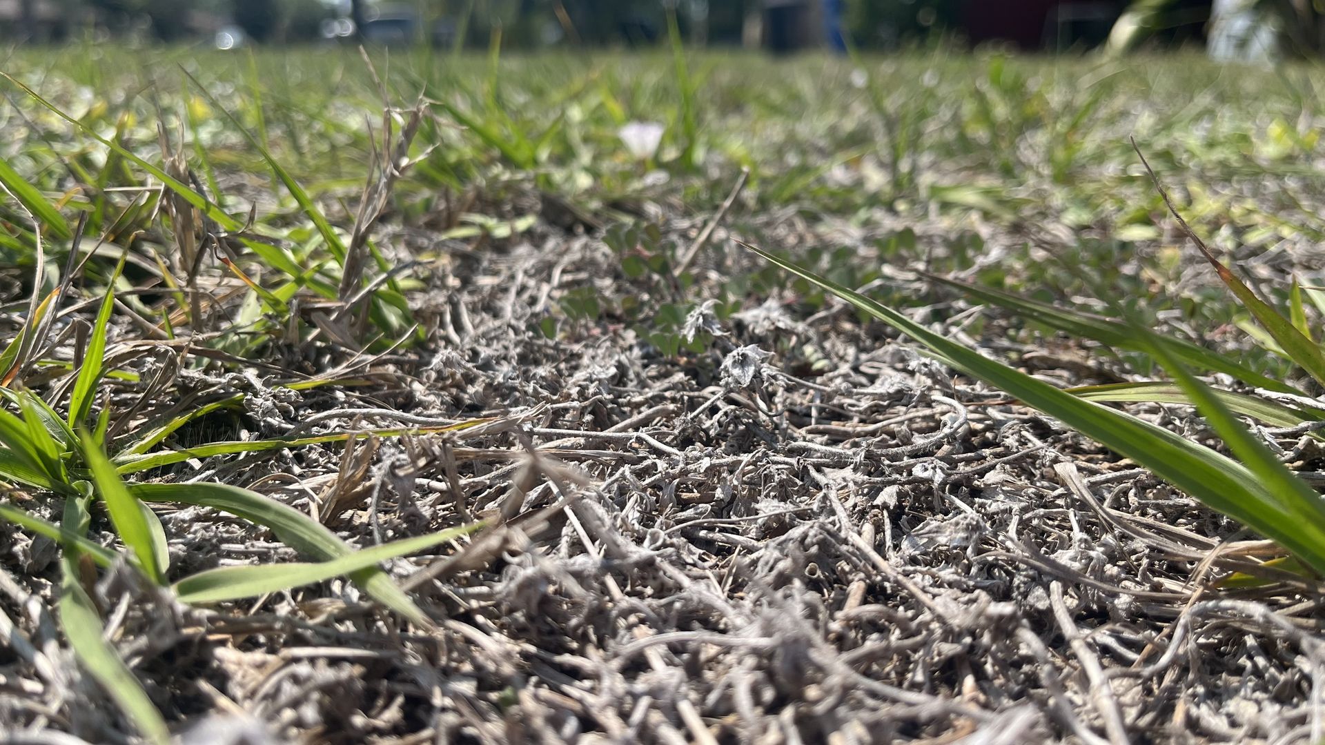 Ground-level close-up of dry brown grass and green blades on dusty soil, with a sunlit park blurred in the background.