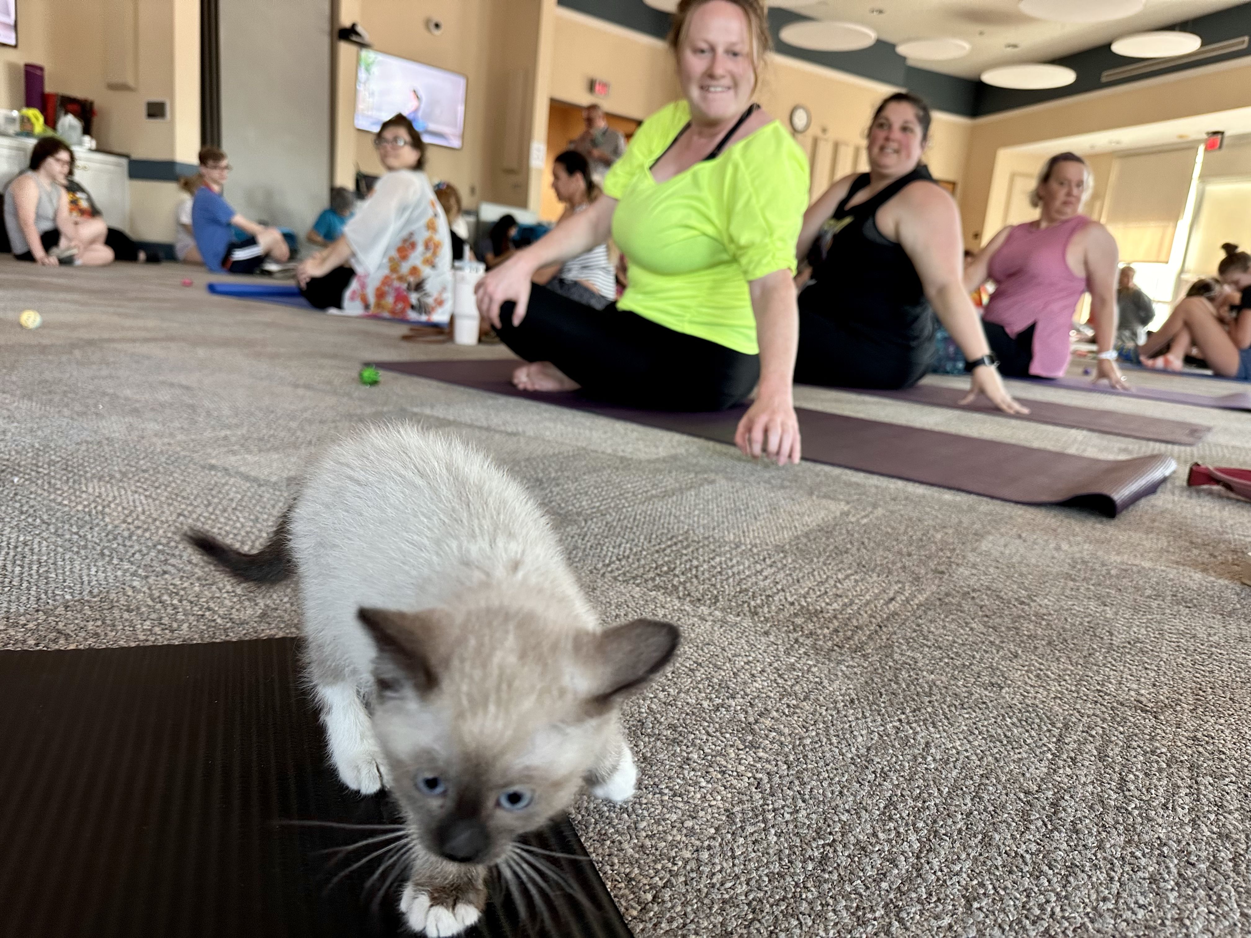 Photo shows a kitten on a yoga mat