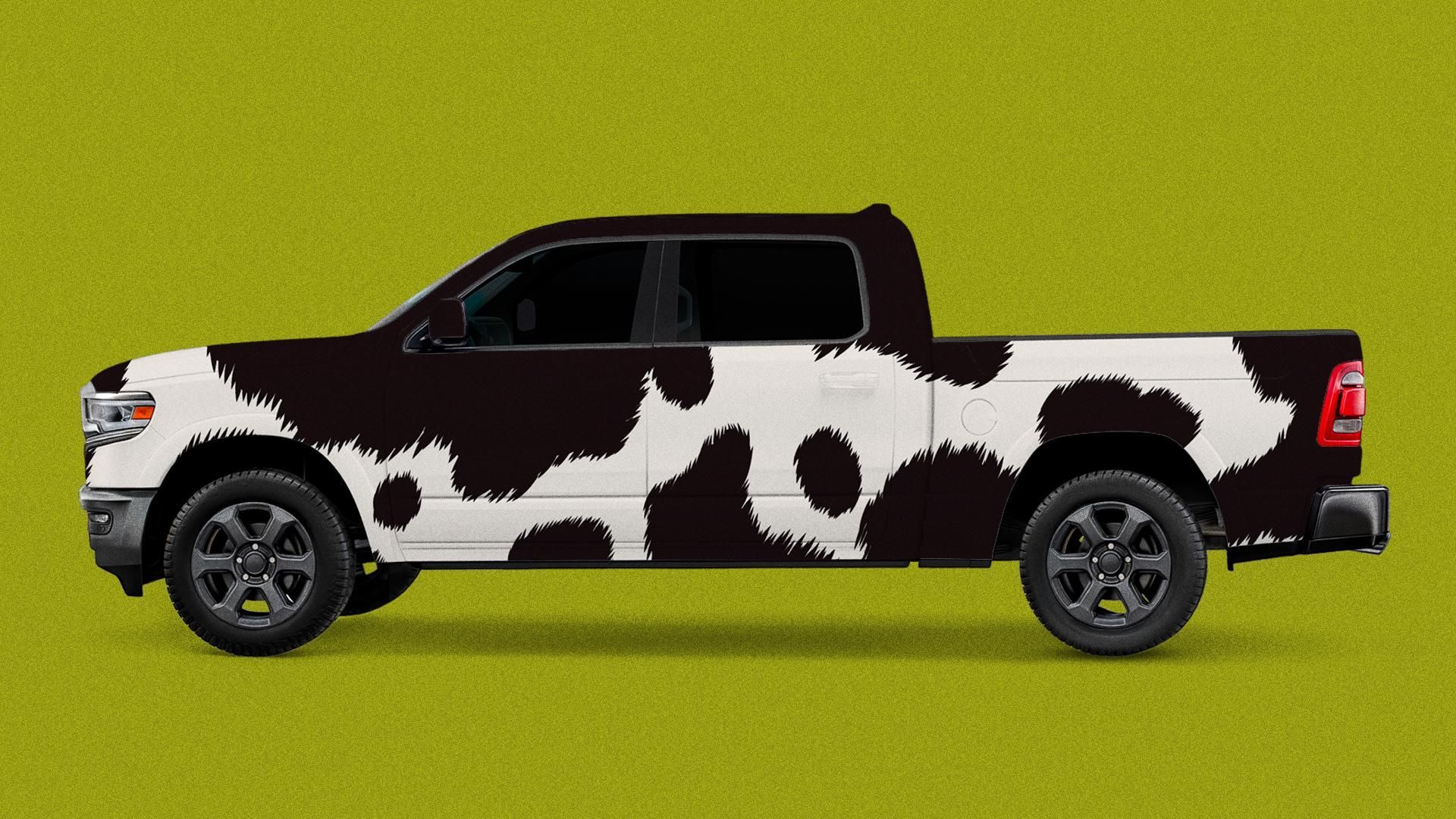 Illustration of a pickup truck with cow spots. 