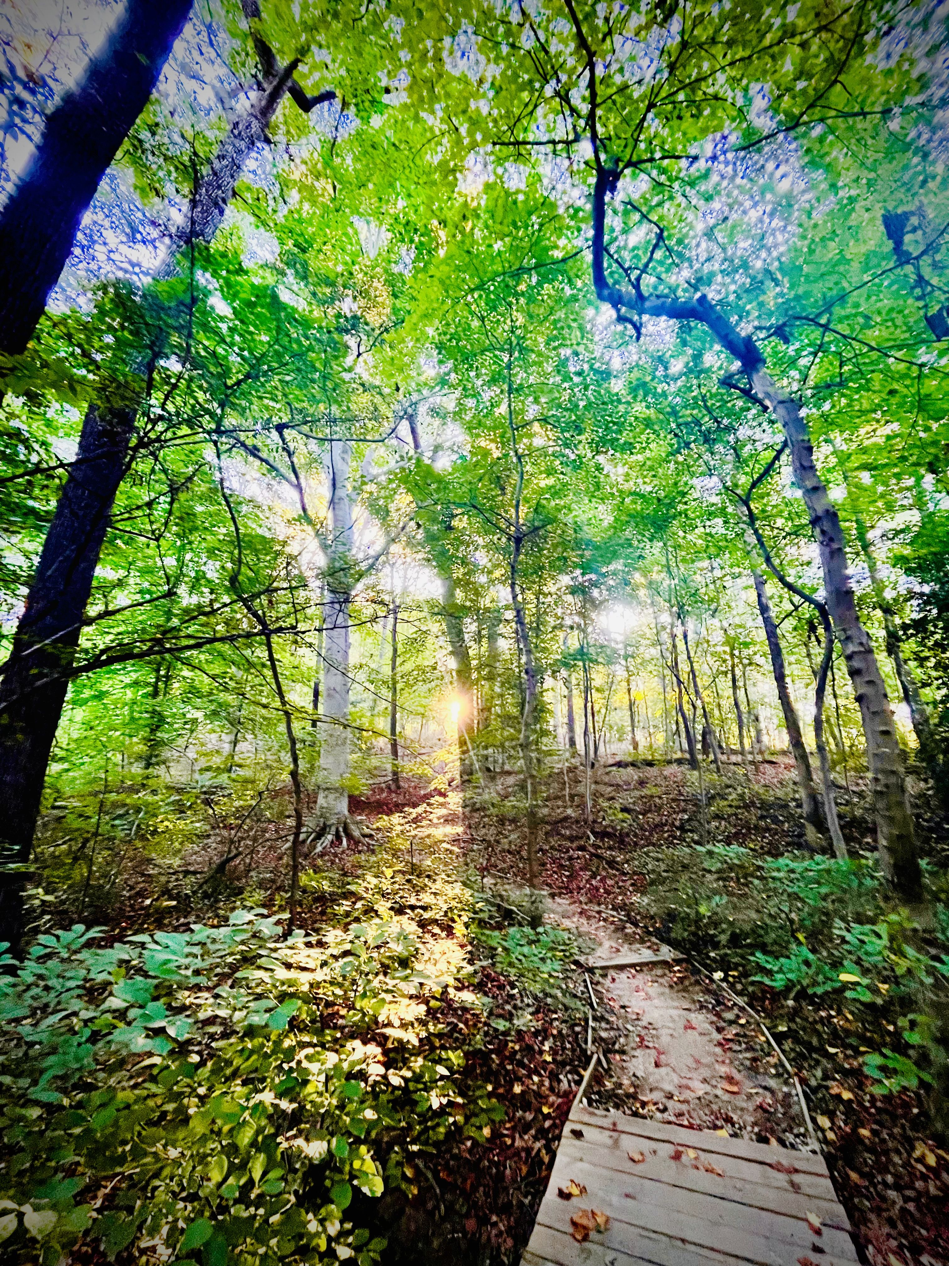 Sunlit forest canopy with tall trees and bright green leaves. A wooden boardwalk winds through the undergrowth, leaves scattered on the ground, sunlight filtering through the treetops.