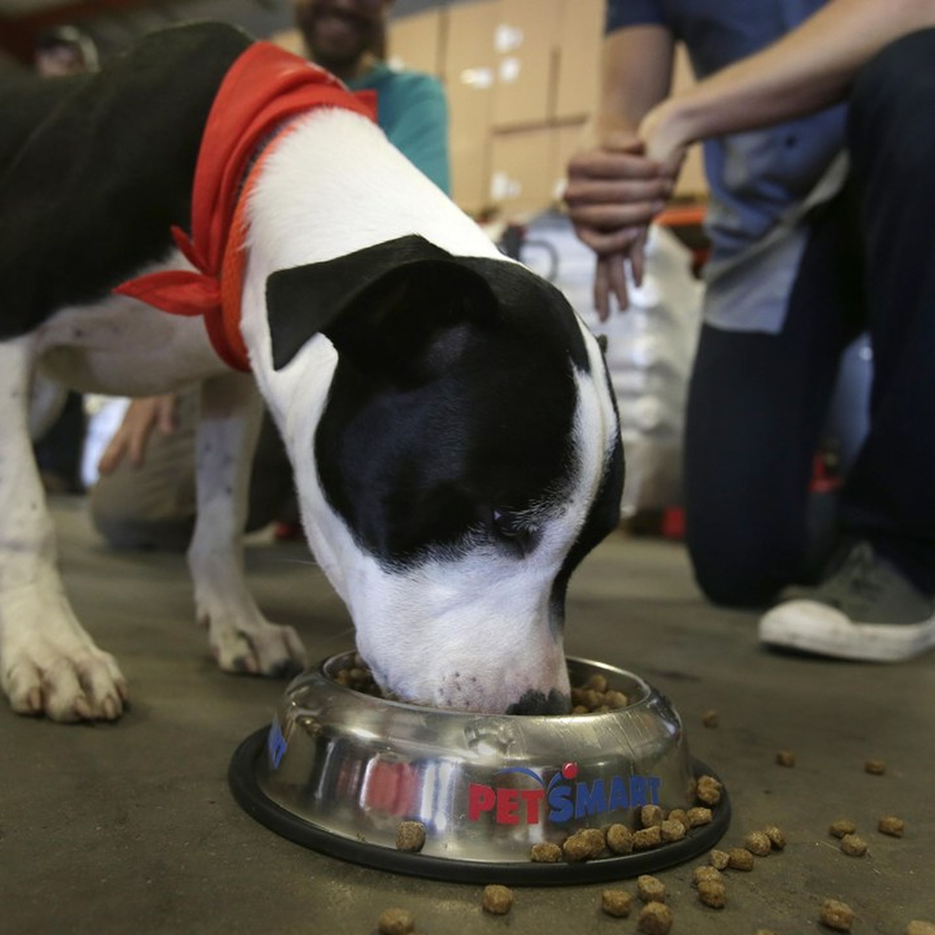 Chewy shop petsmart acquisition