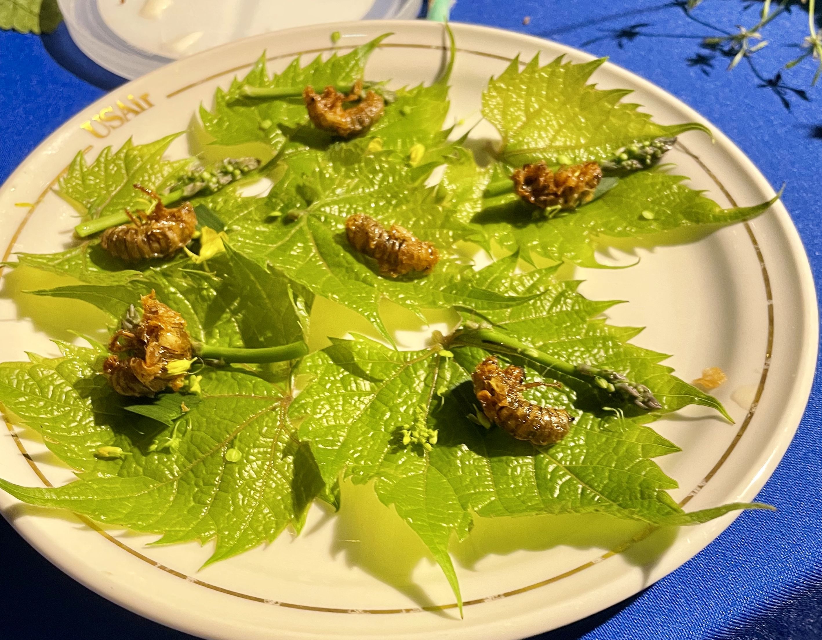 How to safely forage, cook and eat cicadas - Axios Chicago