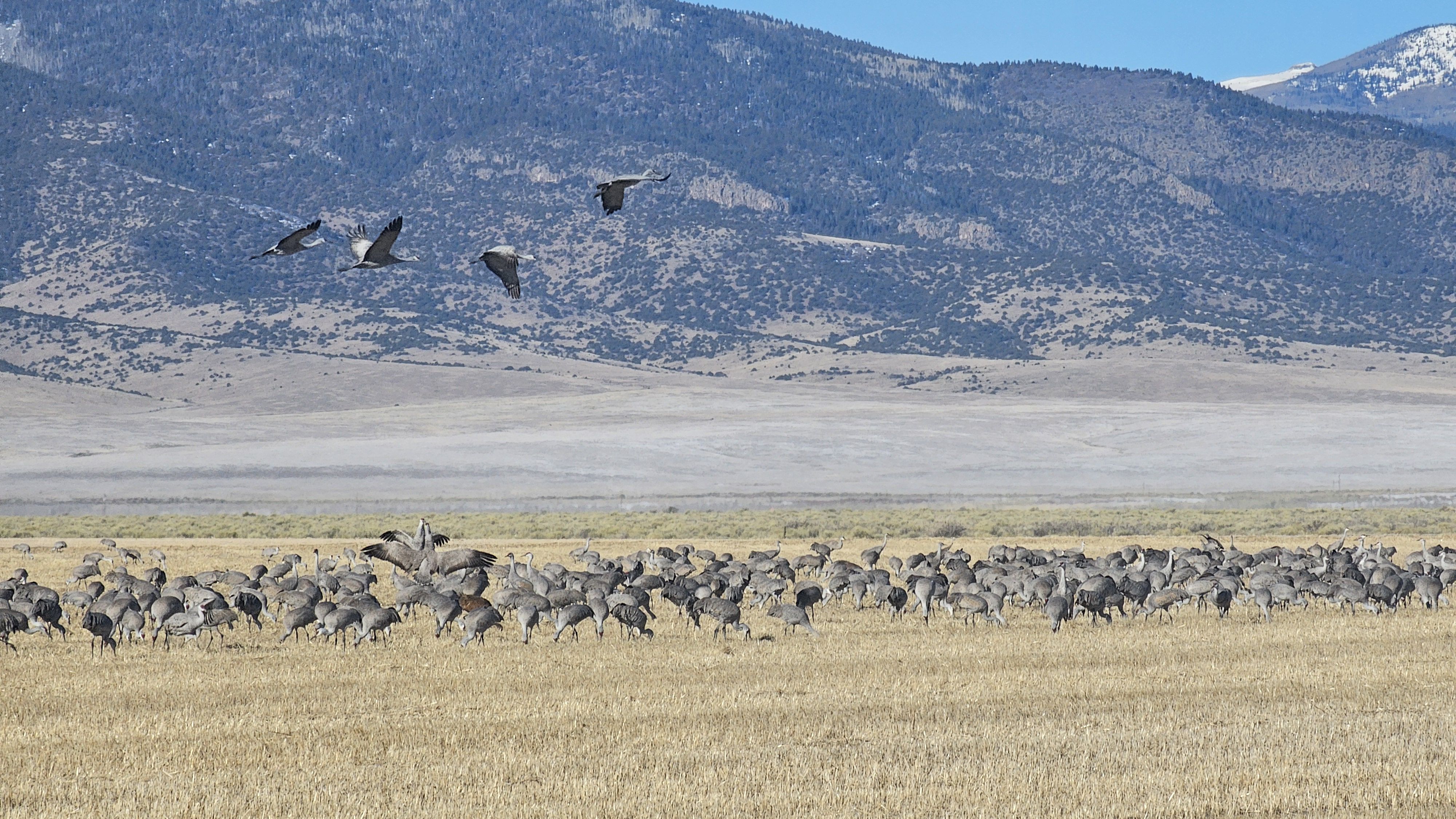Large flock of gray cranes on a golden field with distant blue, snow-capped mountains; a few cranes fly overhead with wings spread against a clear blue sky.