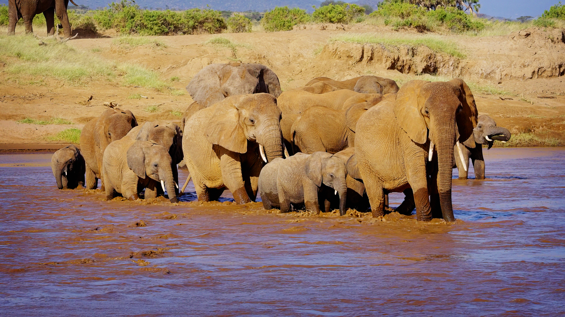 Elephants crossing river