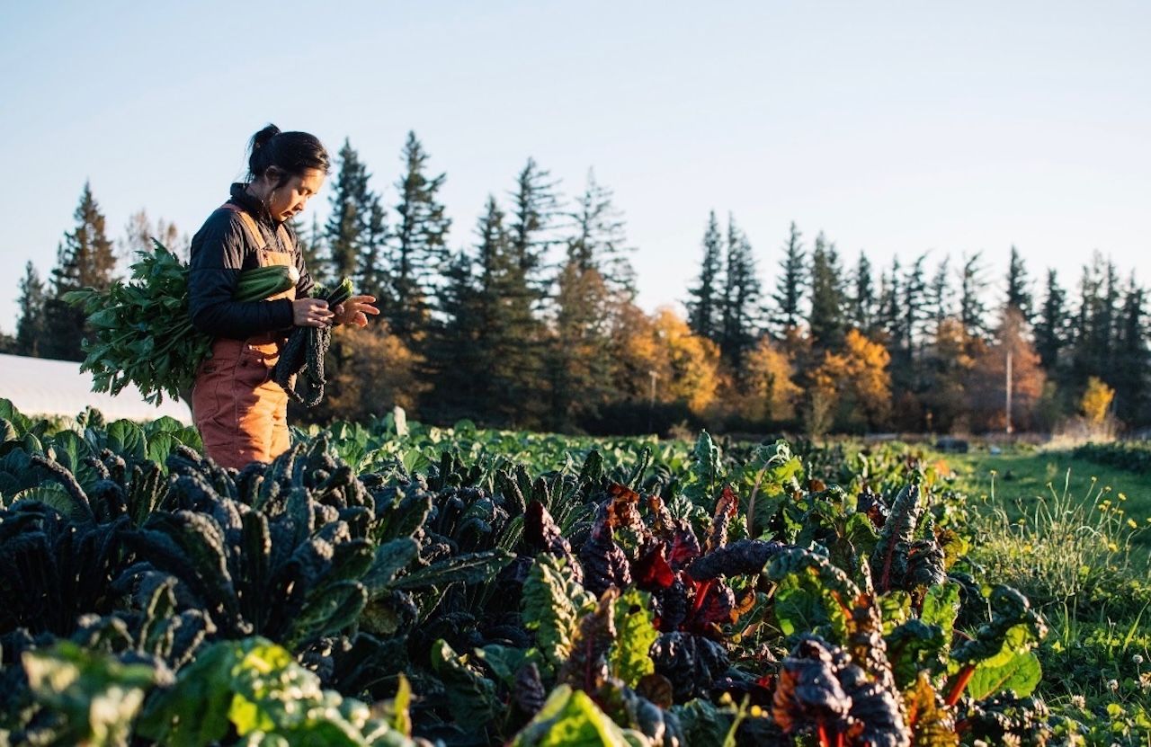 axios.com - Kale Williams - Small farms food program gets local lifeline
