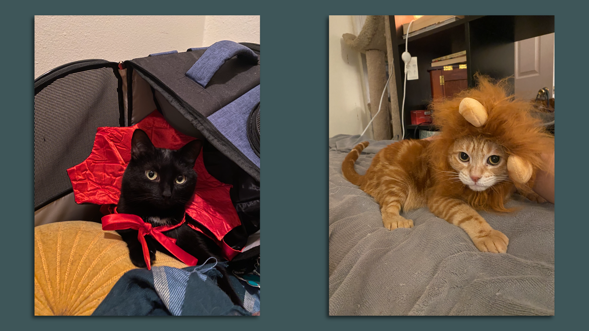 Two cats looking a smidge upset in their Halloween costumes 