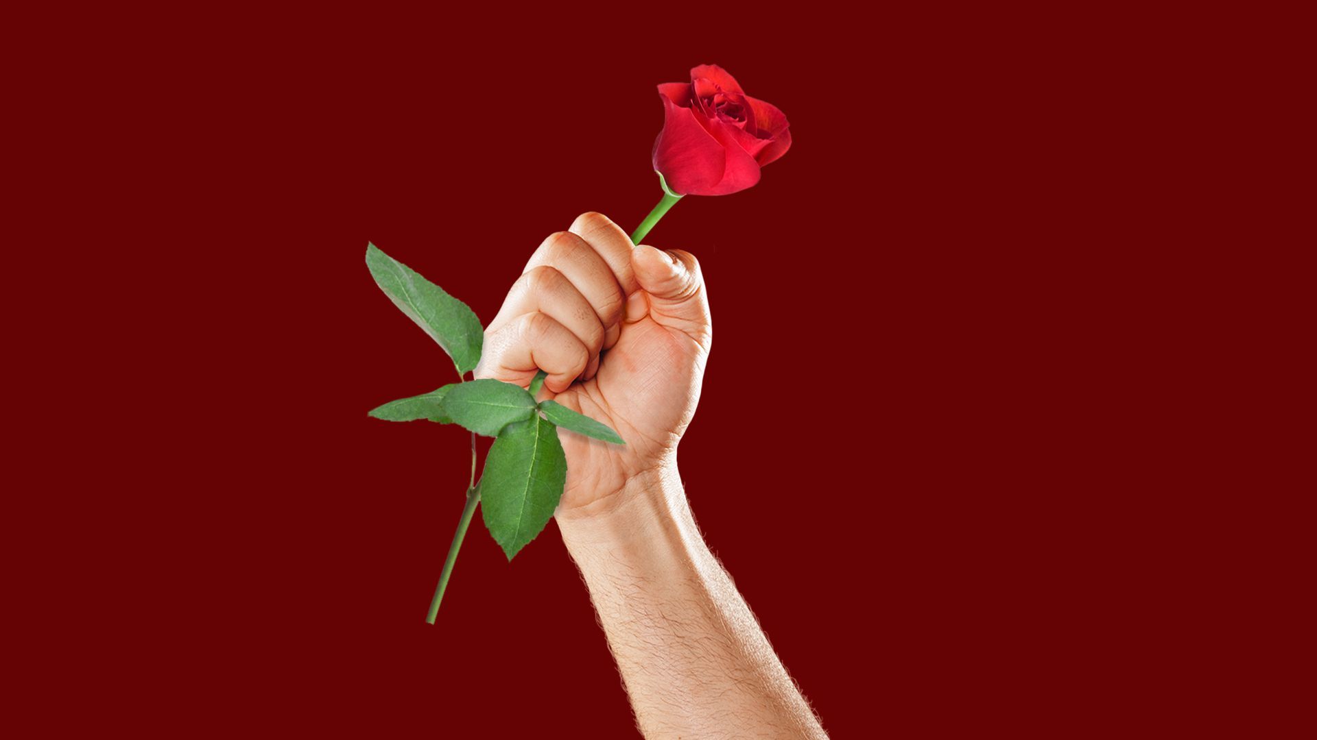 Illustration of a fist clenching a rose