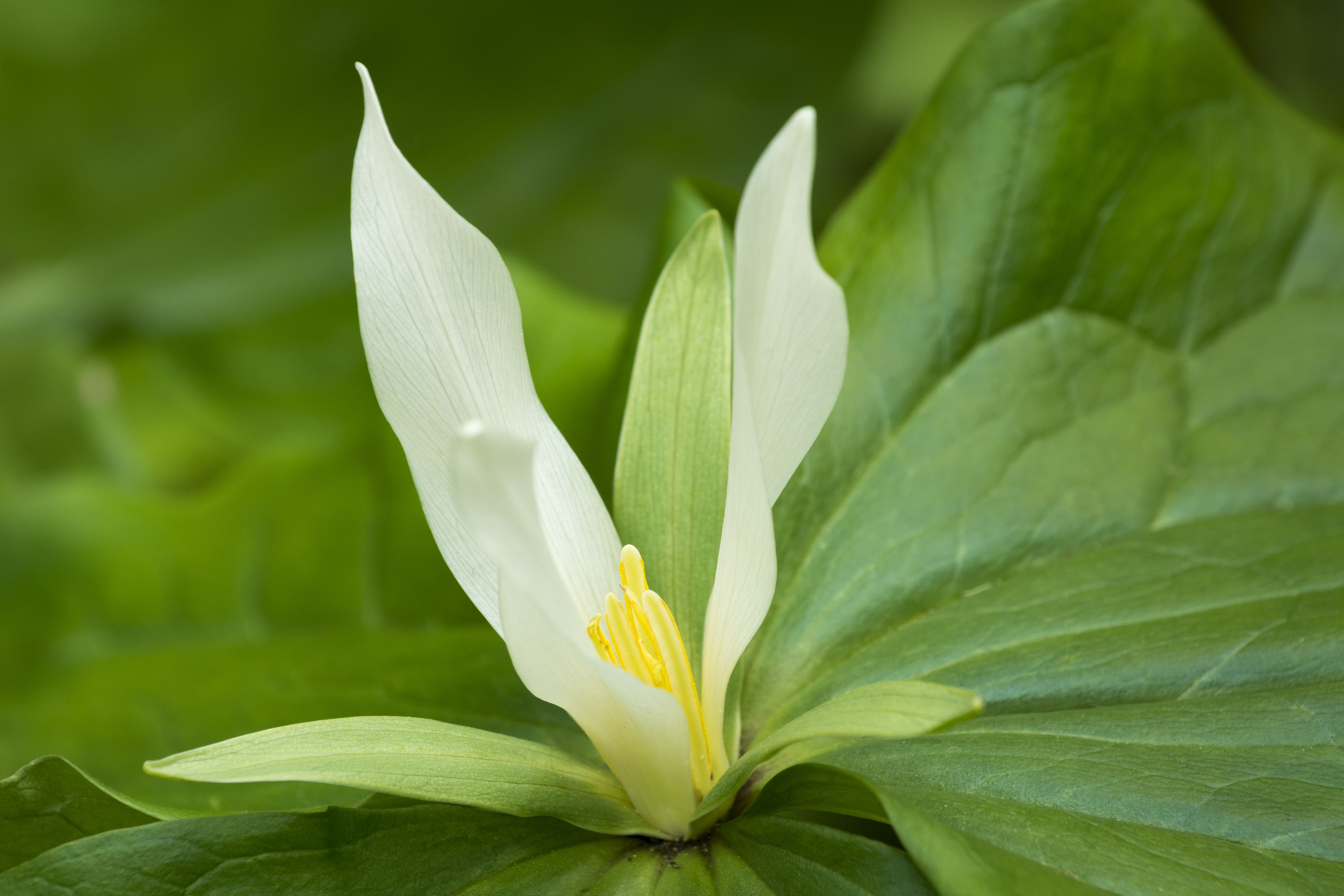 A three-petaled white flower sits on a bed of green leaves. 