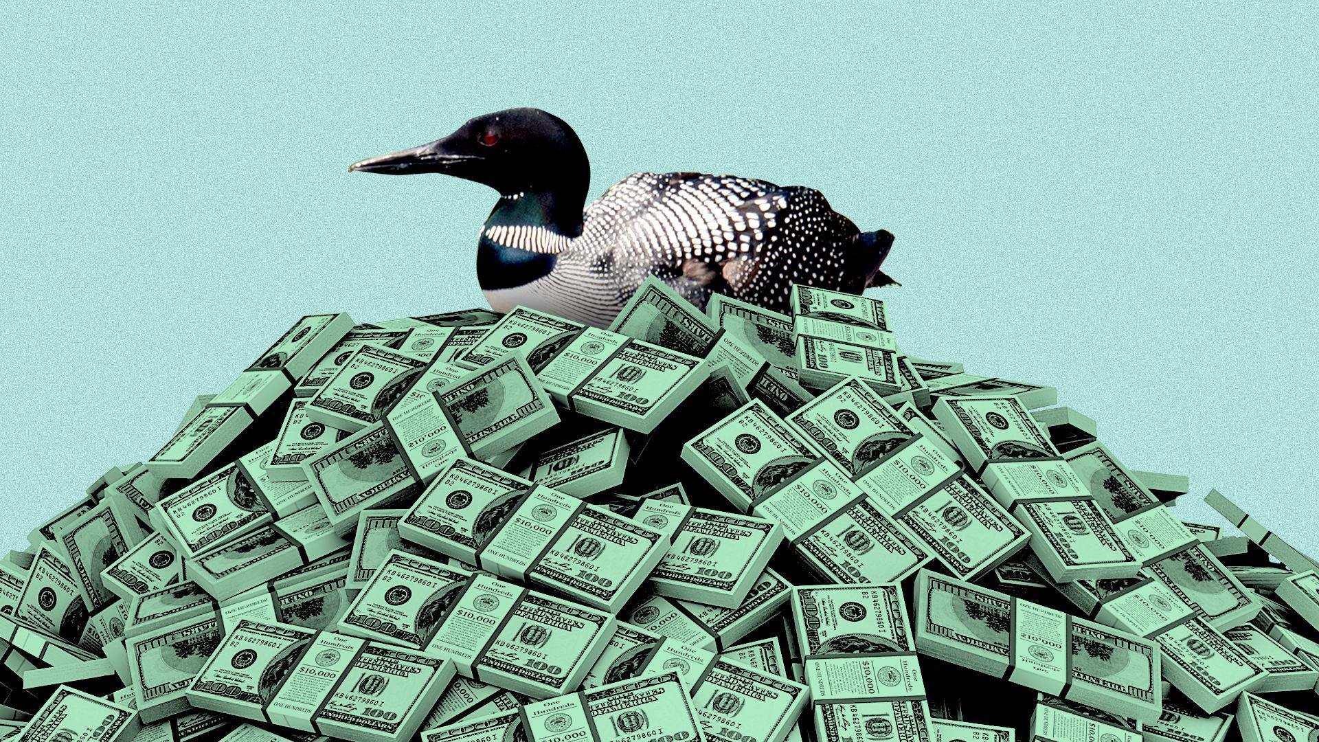 Illustration of a common loon sitting on a pile of cash.