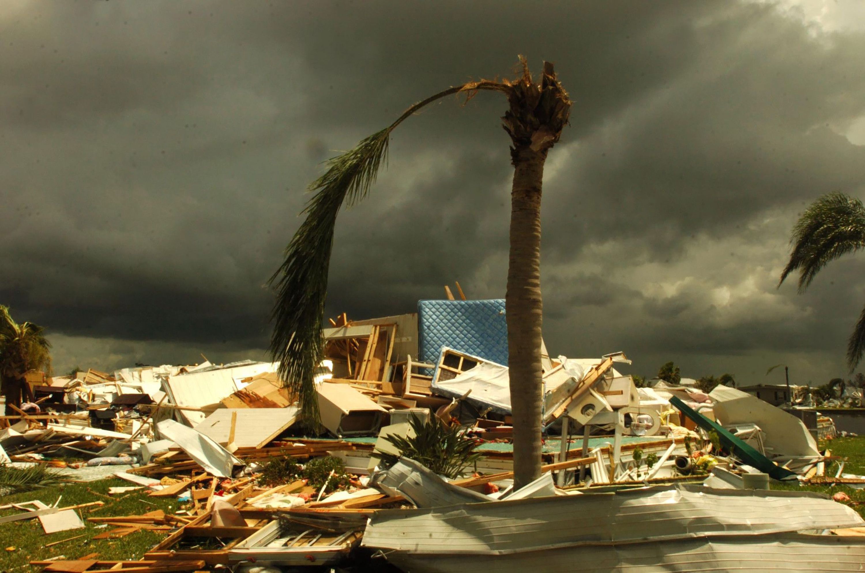 A shredded palm tree stands amongst rubble in Punta Gorda, Aug. 14, 2004, after Hurricane Charley passed through the night before