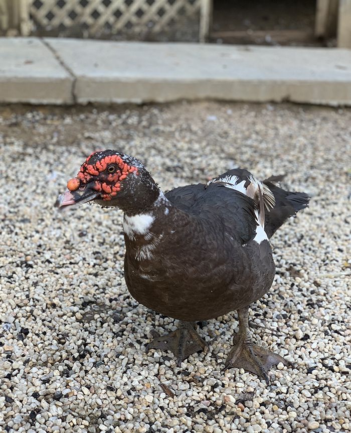 Bruiser, a Muscovy duck at the Carolina Waterfowl Rescue