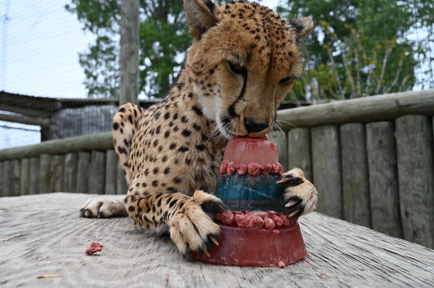 A cheetah eating a blood popsicle.