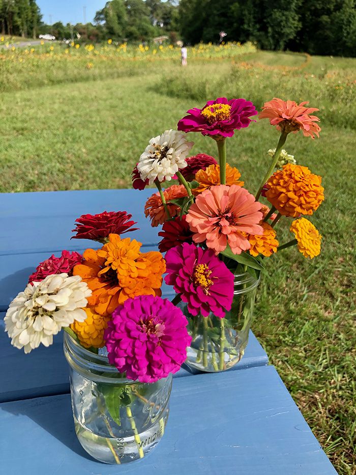 flower picking at mclawland farms