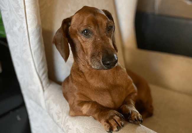 Chuck the dachshund