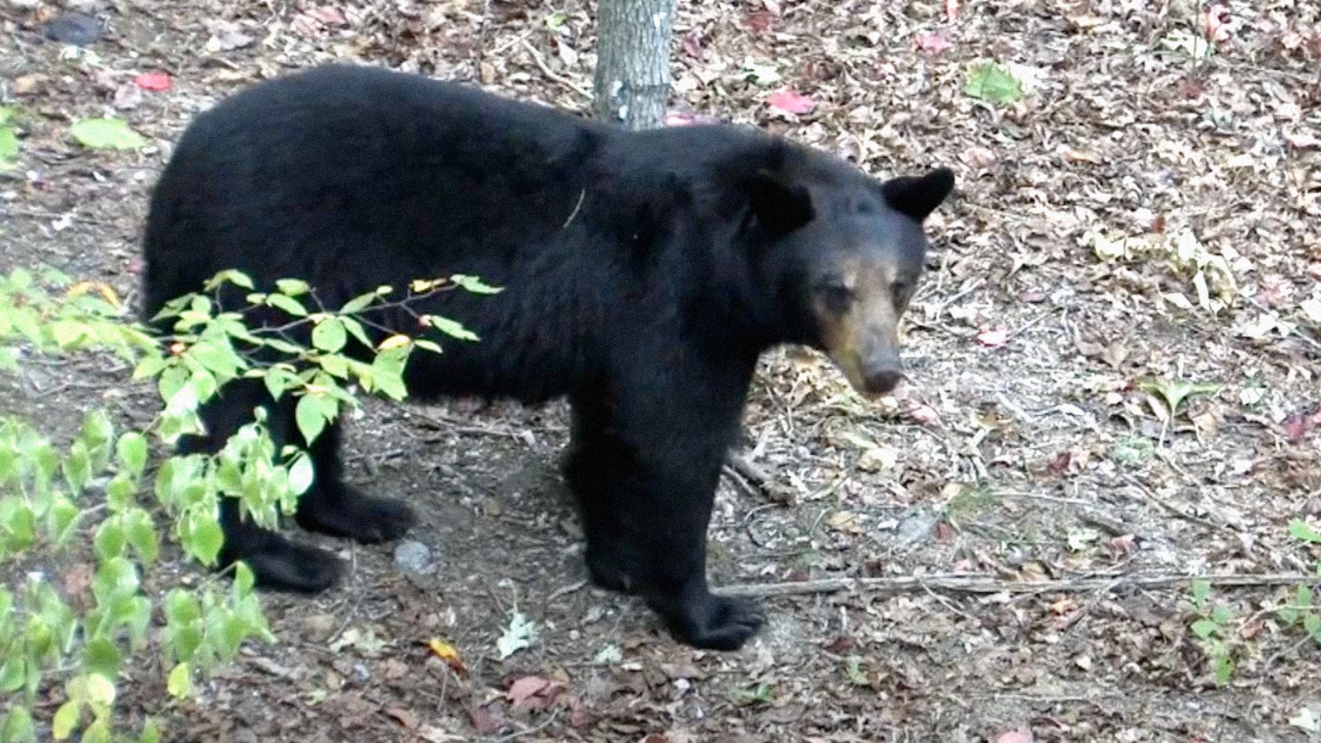photo of black bear
