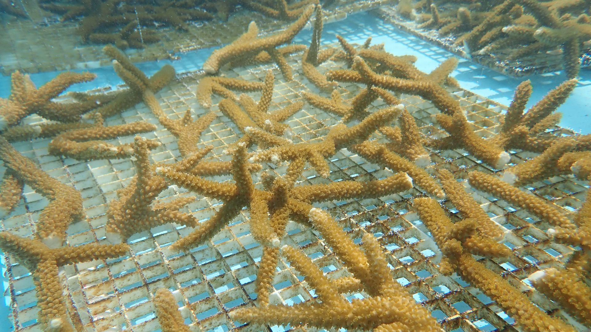 Coral at the  Keys Marine Laboratory.