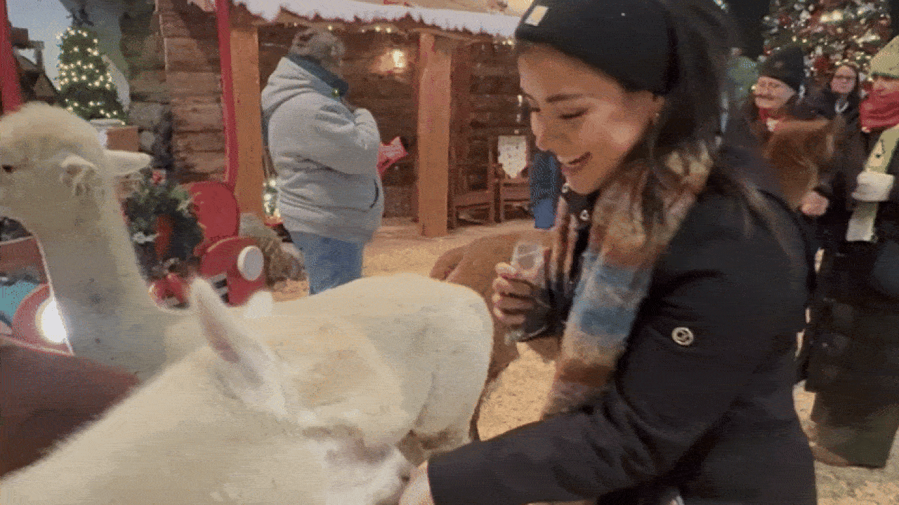 A smiling woman in a black coat and scarf feeds a white alpaca at a festive outdoor event with Christmas decorations and people dressed warmly in the background.