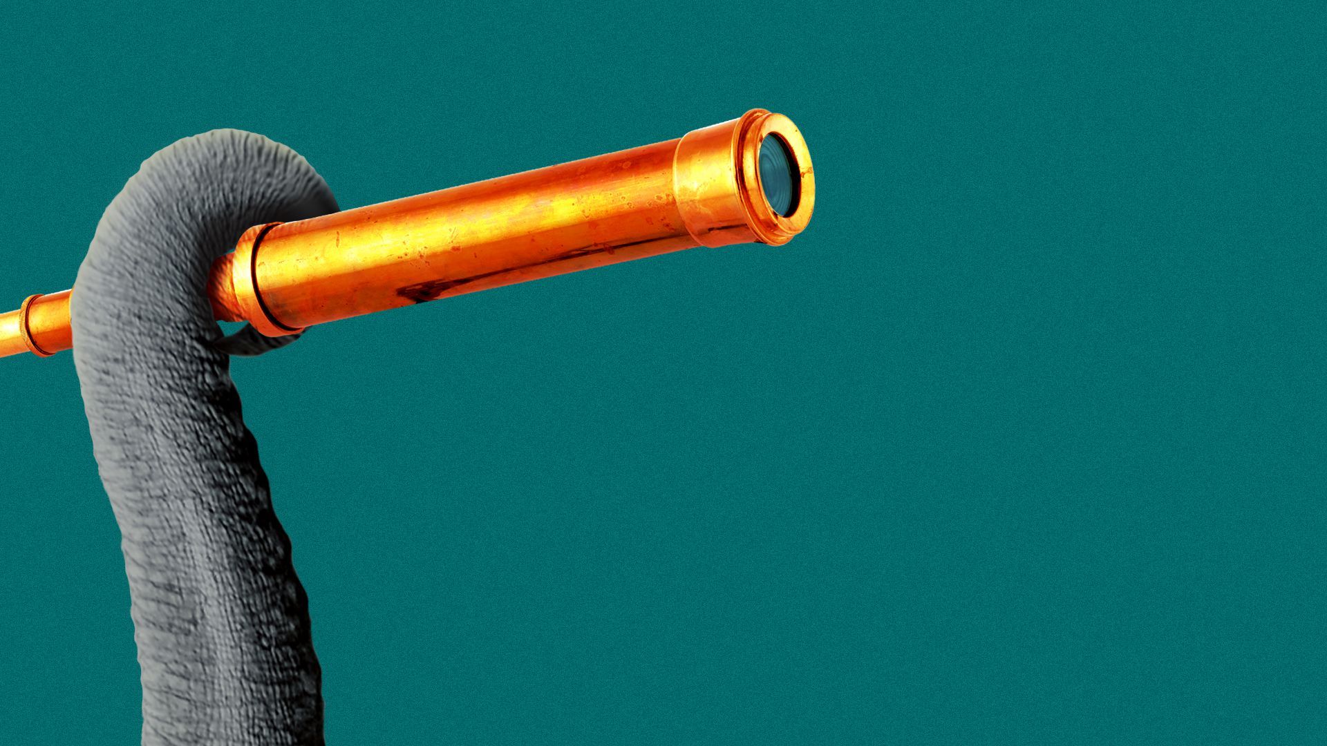 Elephant holding a monocular