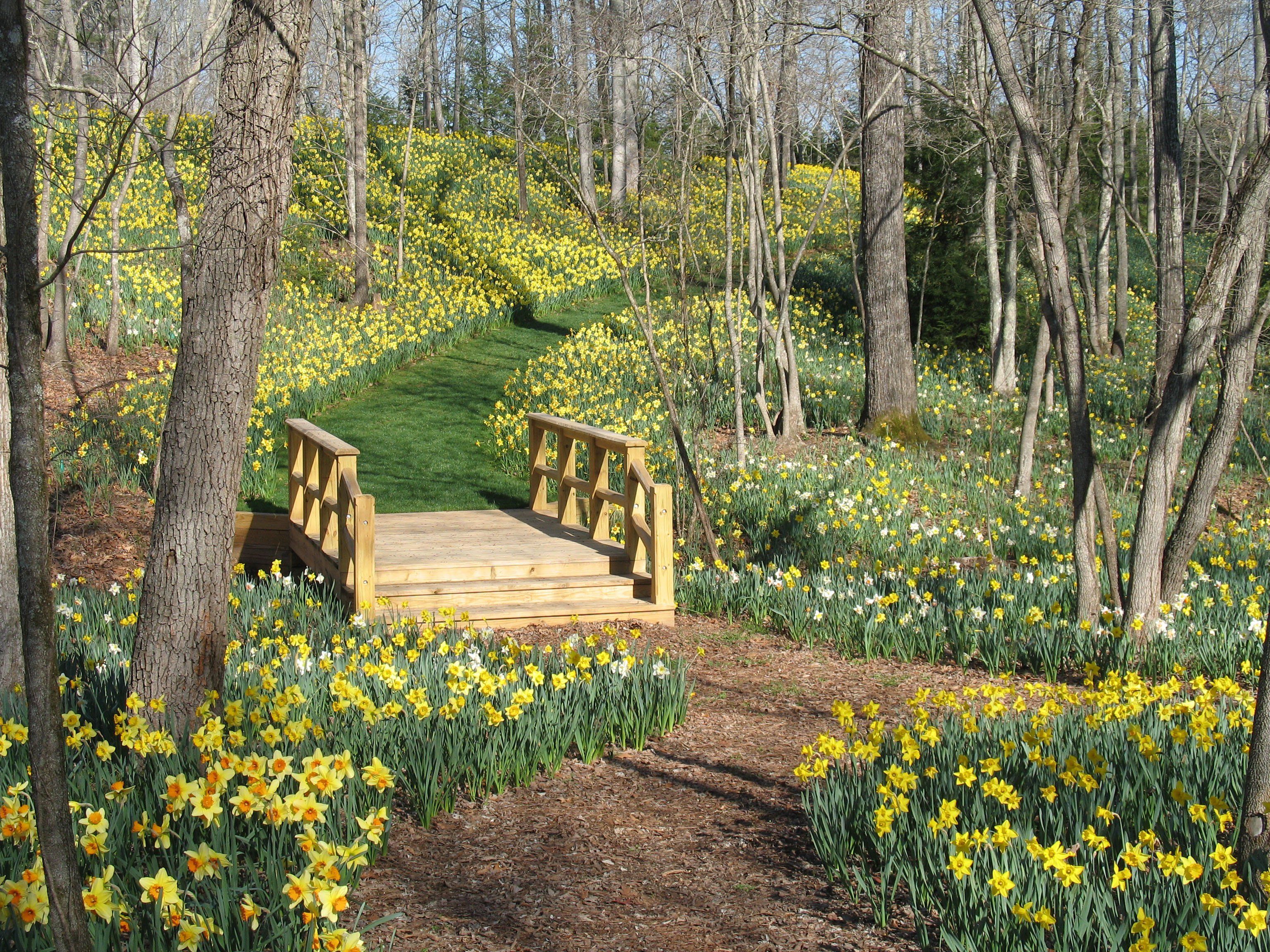 A wooden bridge crosses a small stream as part of a grassy path blanketed with yellow daffodils