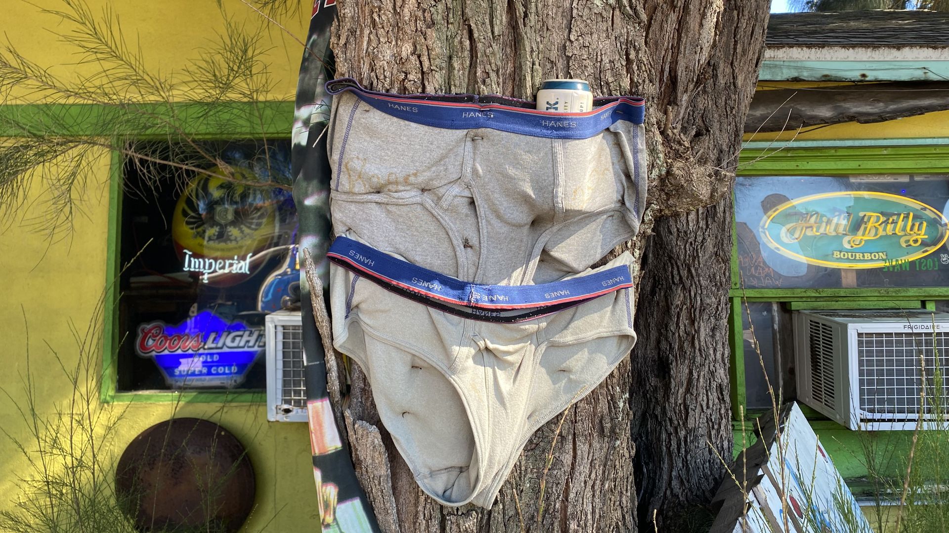 Two pairs of underpants nailed to a tree.