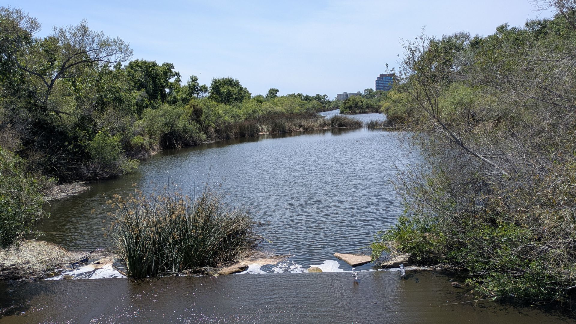 Calm river bordered by dense green shrubs and trees on both banks; foreground shows tall grasses and rocks with a small waterfall, while distant city buildings rise under a clear blue sky.