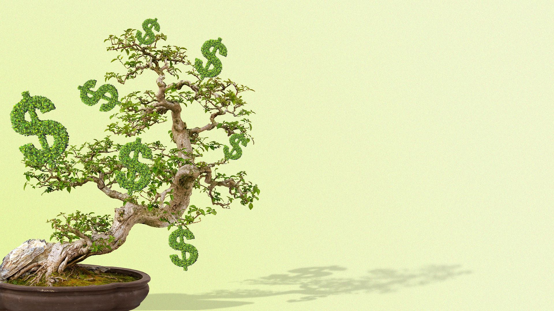 Illustration of a bonsai tree with dollar signs growing on it.