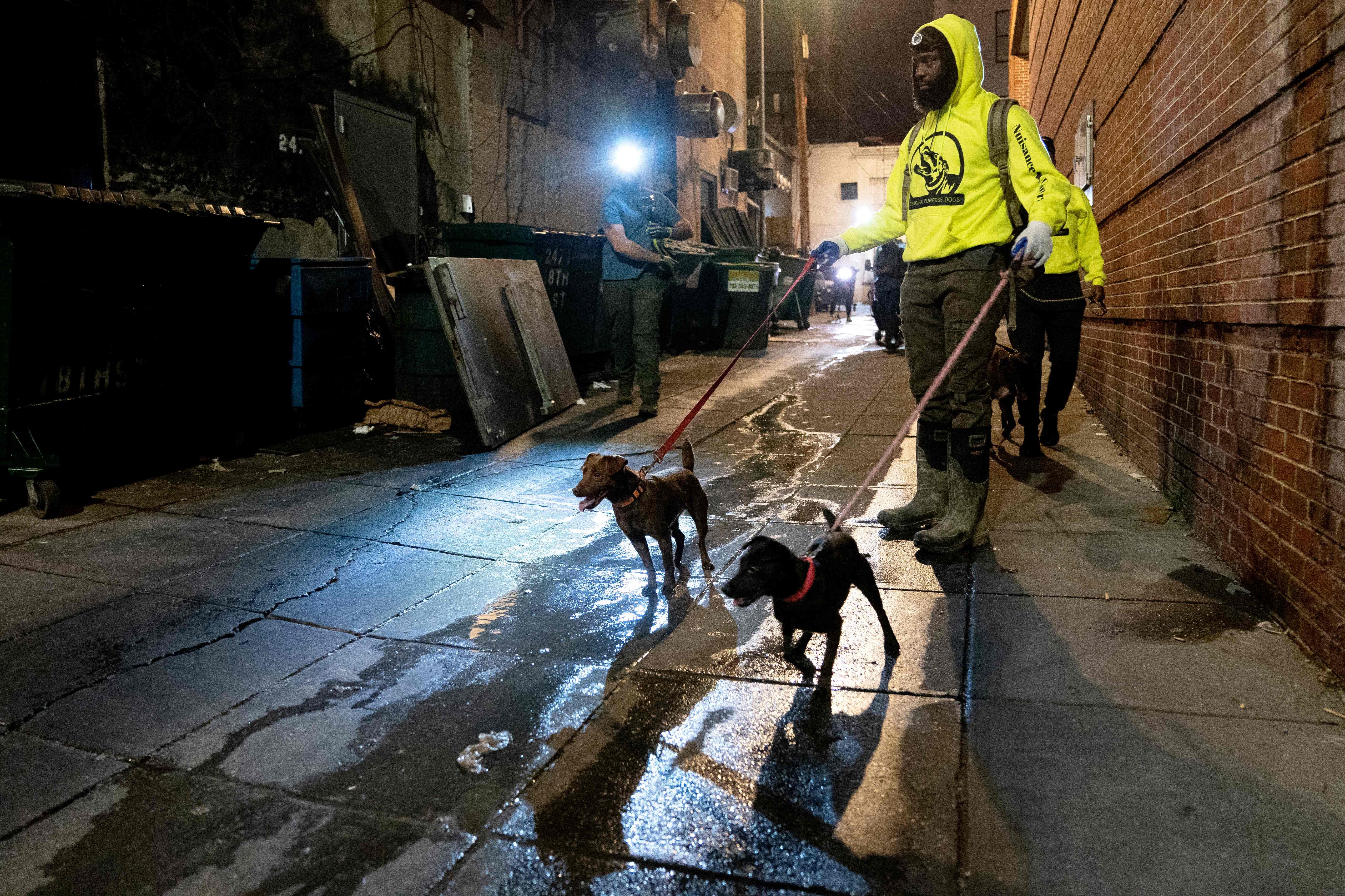 Two small dogs on leashes walk through a wet city alley at night, led by a person in a neon yellow hoodie. Dumpster left, brick wall right, wet pavement gleaming under lights.