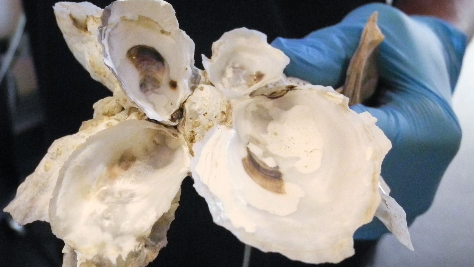 Oysters