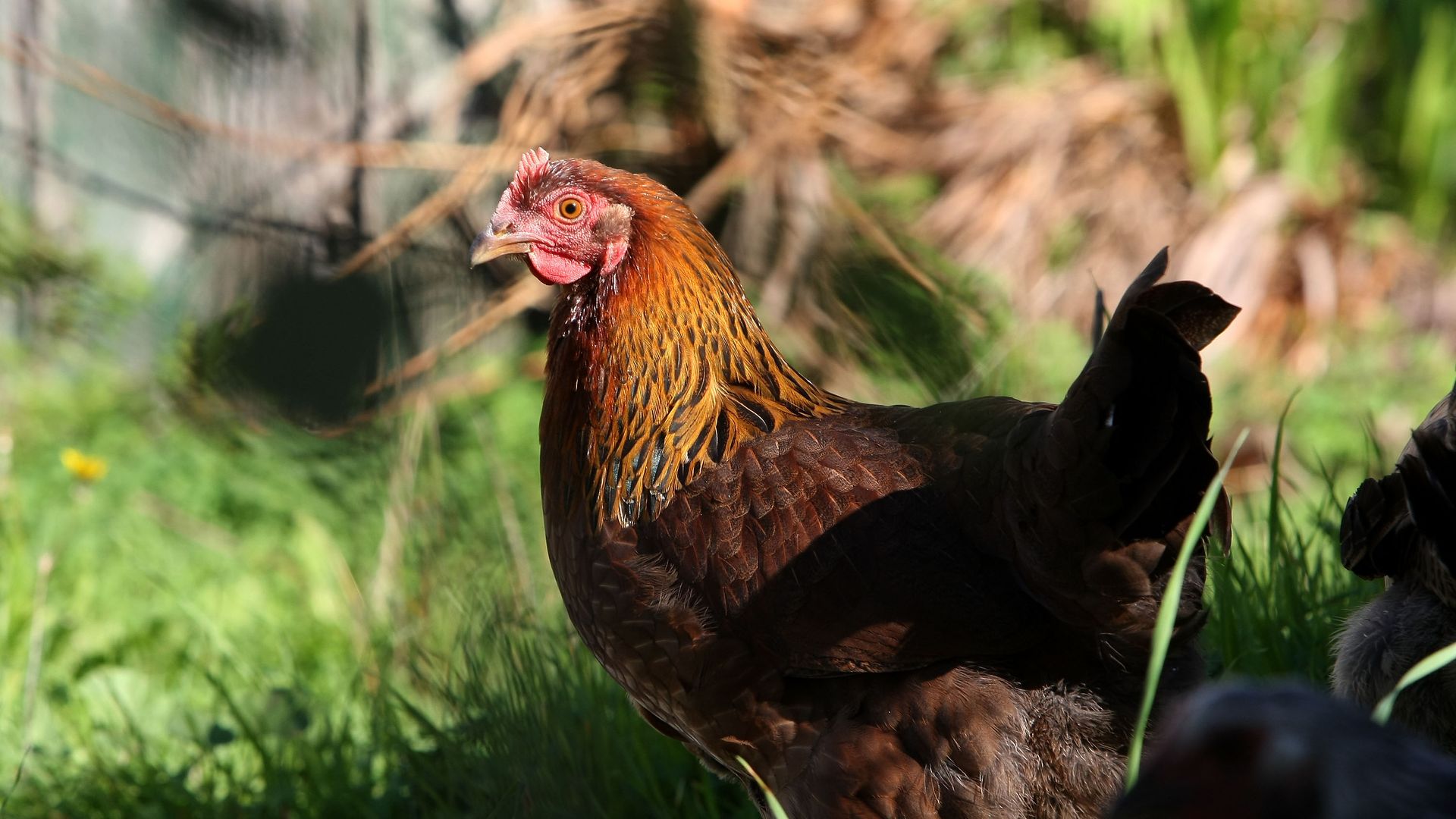 A chicken walks through Heidi Kooy's yard which she calls the "Itty Bitty Farm in the City" November 16, 2009 in San Francisco, California. Heidi Kooy is one of many Americans that have started to raise chickens in their urban yards to try and save money on food costs during the economic downturn an