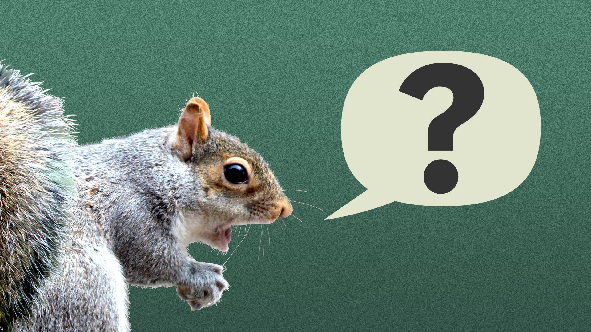 Illustration of a squirrel with a word balloon with a question mark in it coming out of its mouth.