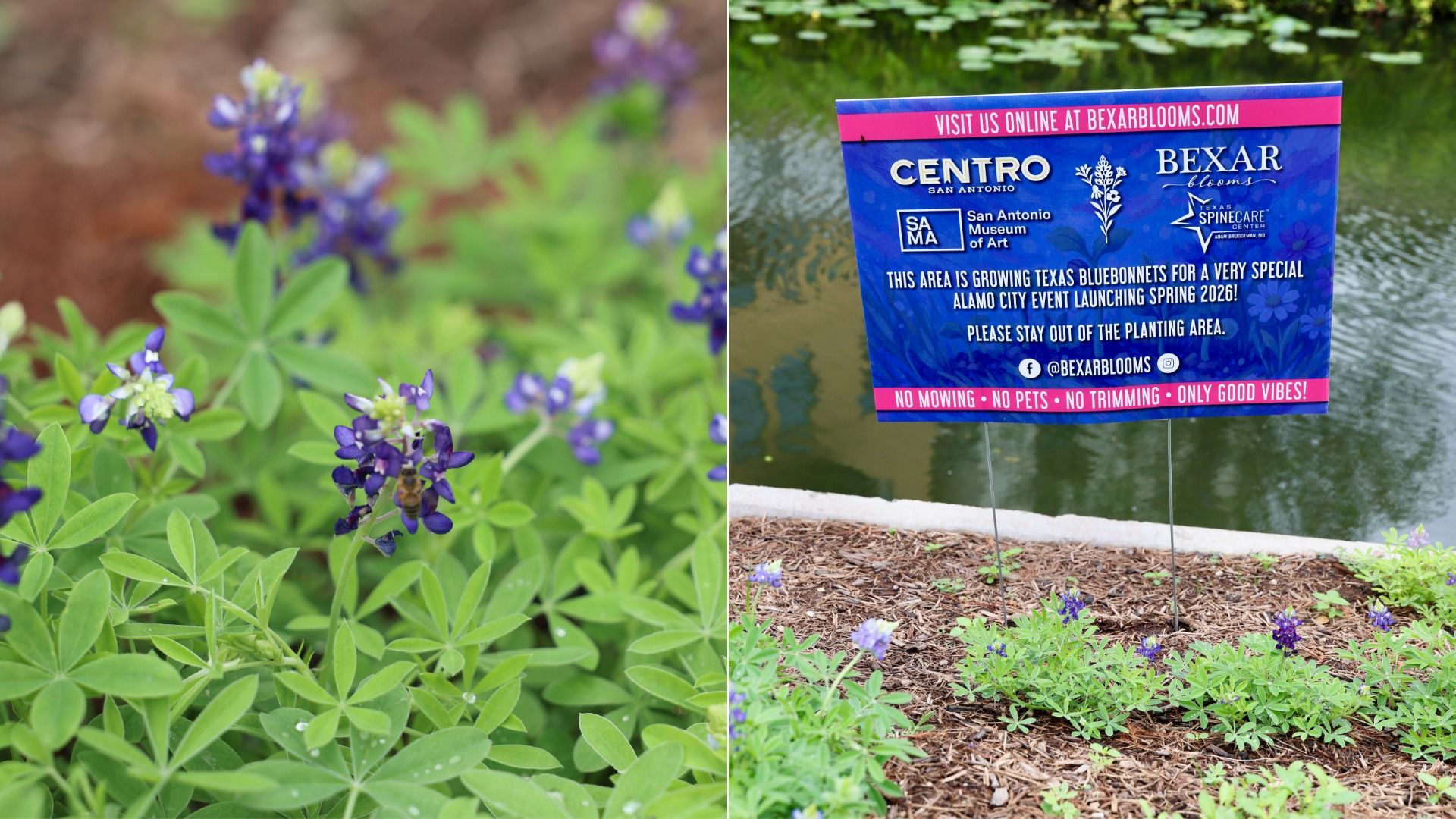 Left: close-up of purple bluebonnet flowers with bright green leaves. Right: a blue promotional sign by a pond about Texas bluebonnets, featuring logos and a pink banner with rules.