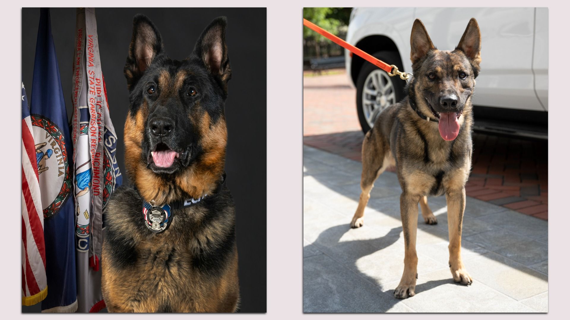 Two side-by-side photos of a German Shepherd. Left: a dark studio background with flags and a medal around the dog's neck. Right: outdoors on a red leash beside a parked car, tongue out, happy.