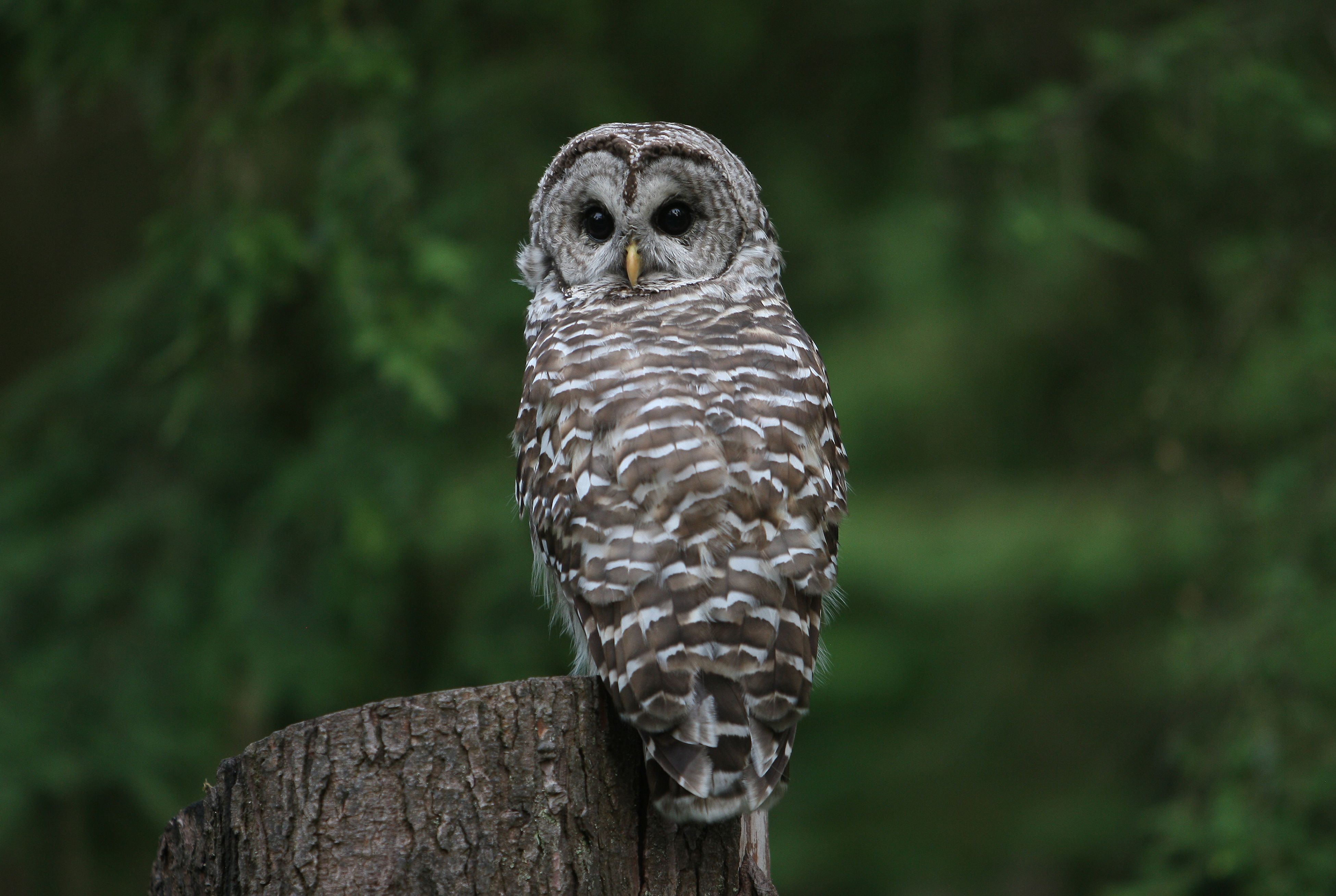 axios.com - Kale Williams - New study sounds alarm for northern spotted owls