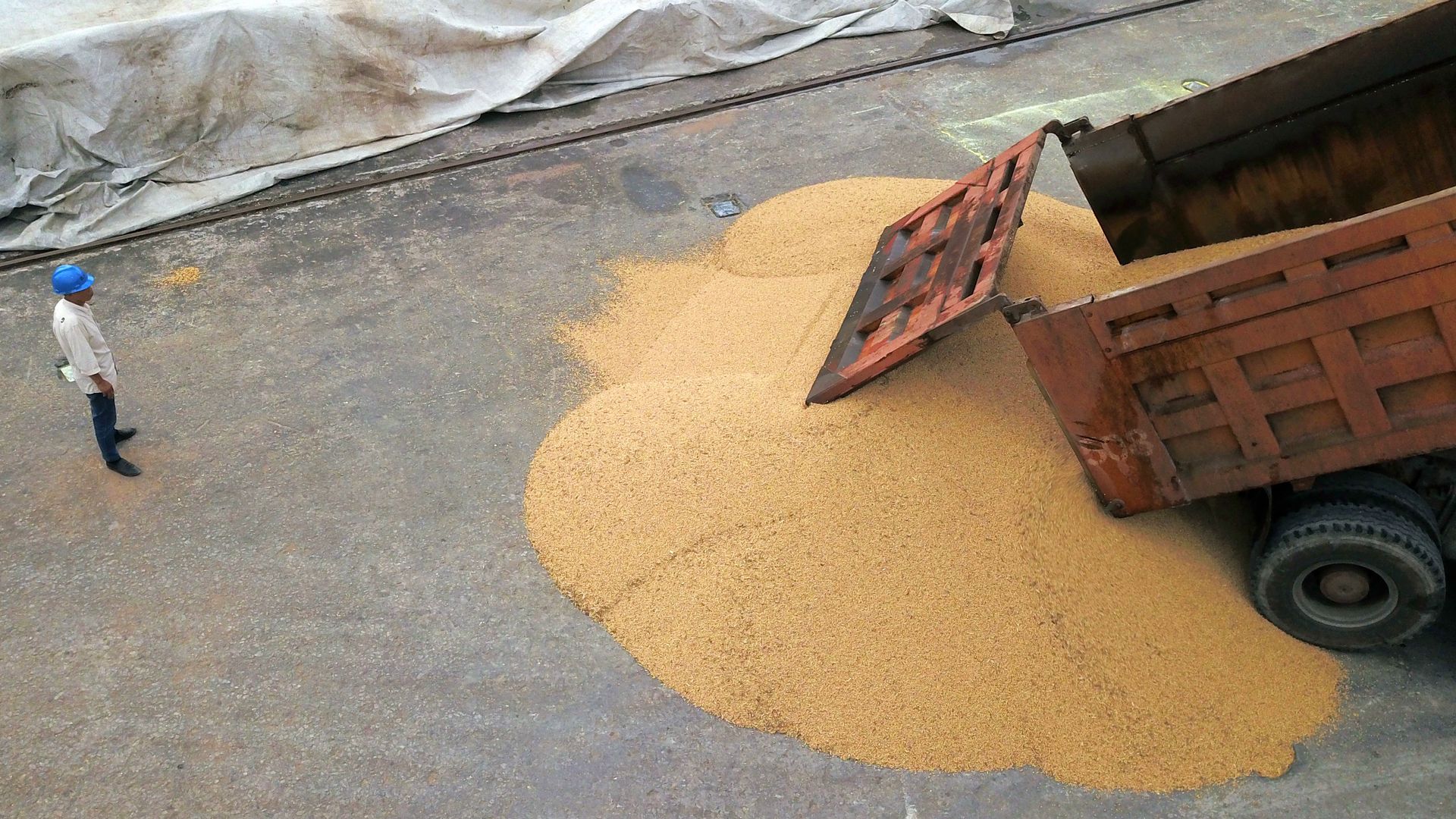 a truck dumps a load of soybeans onto the ground, while a nearby worker watches