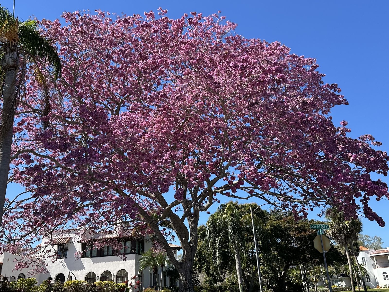 St. Petersburg's pink trumpet tree is blooming on Coffee Pot Bayou