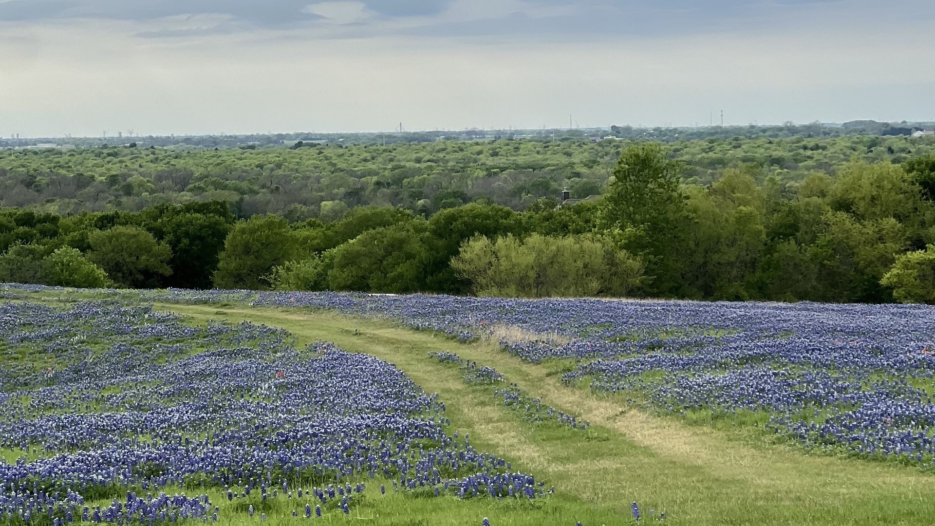 Winding dirt path cuts through a vast field of bluebonnets, with green grass and dense trees on the horizon. A hazy skyline and cloudy sky frame the tranquil landscape.