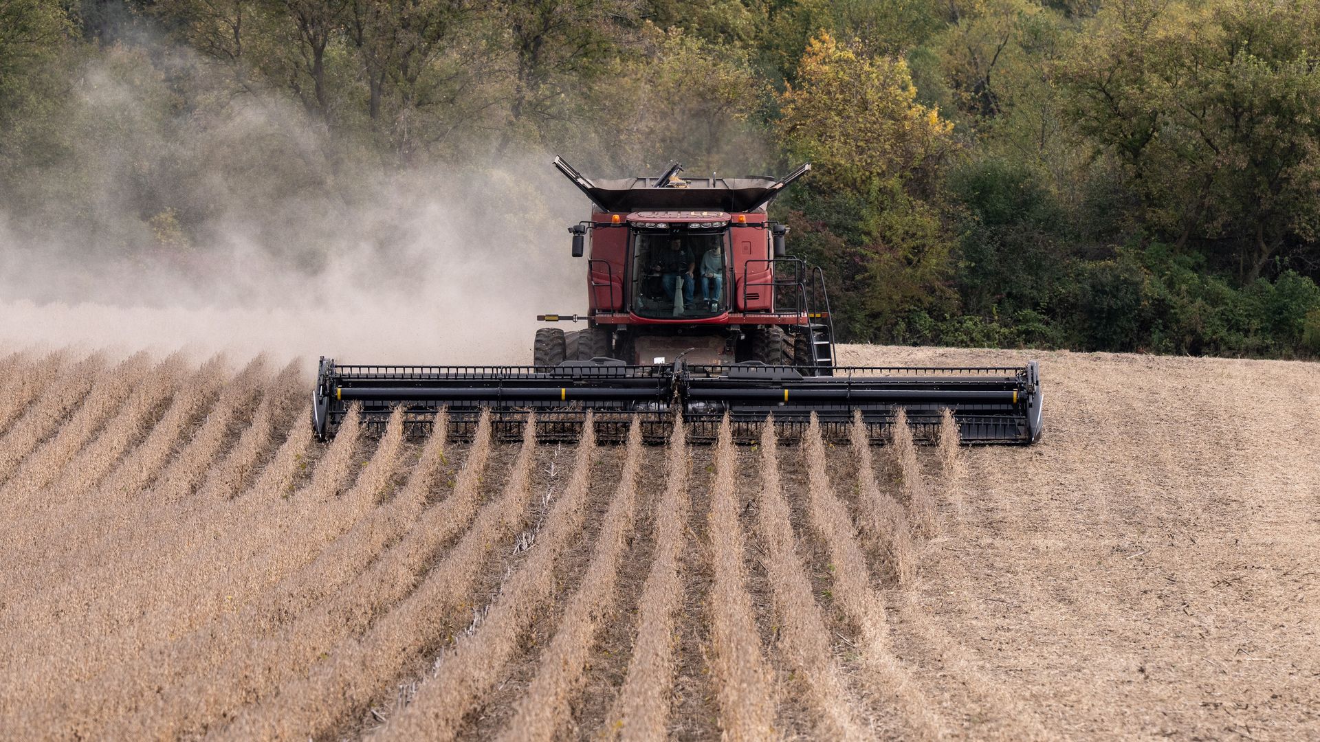 Combine harvesting a field of dried soybeans. 