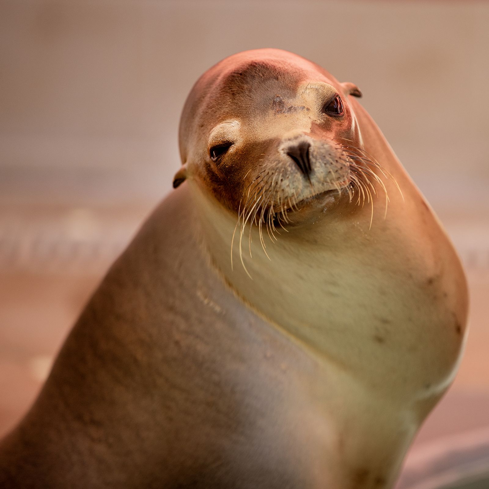 Seal and Sea Lion Viewing - Channel Islands National Park (U.S.