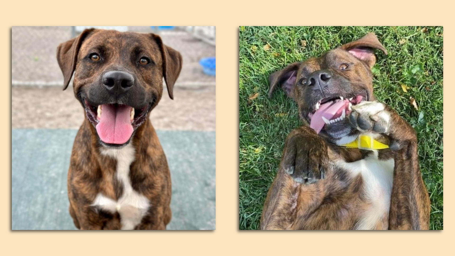 Two pictures of a smiling dog