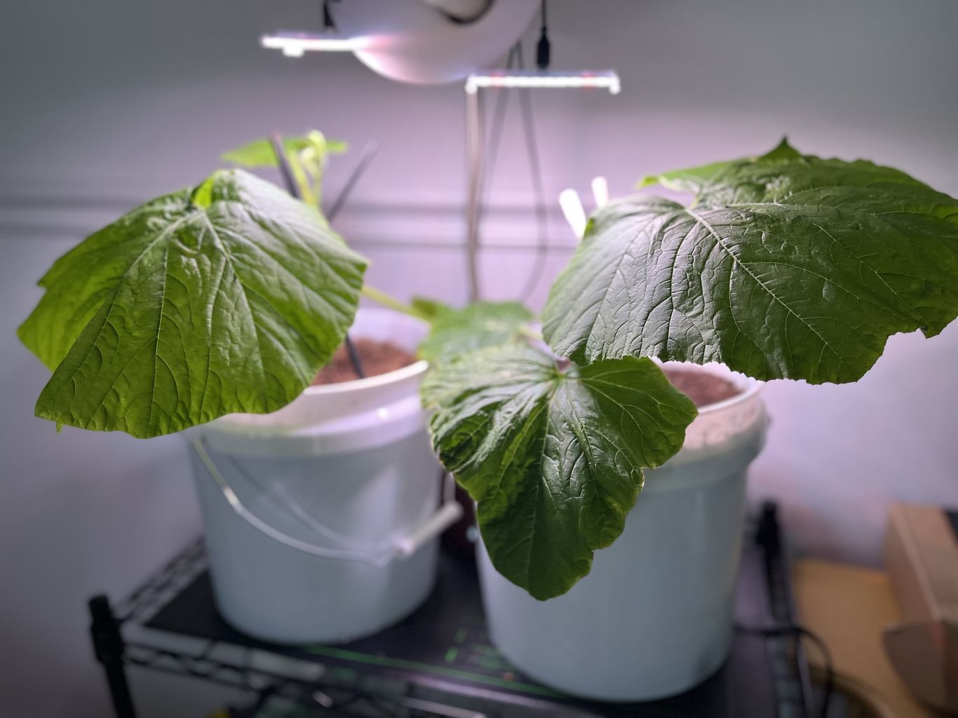 My giant pumpkin is growing too large for my home - Axios Des Moines