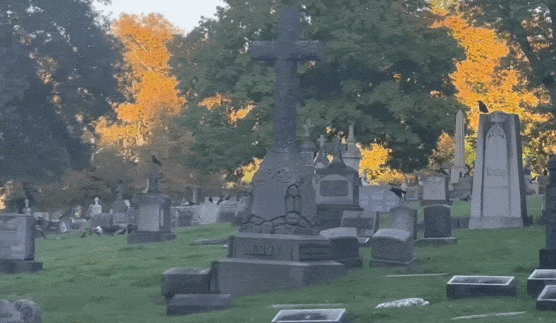 Dozens of crows flying around a cemetery with gray headstones and green grass. 