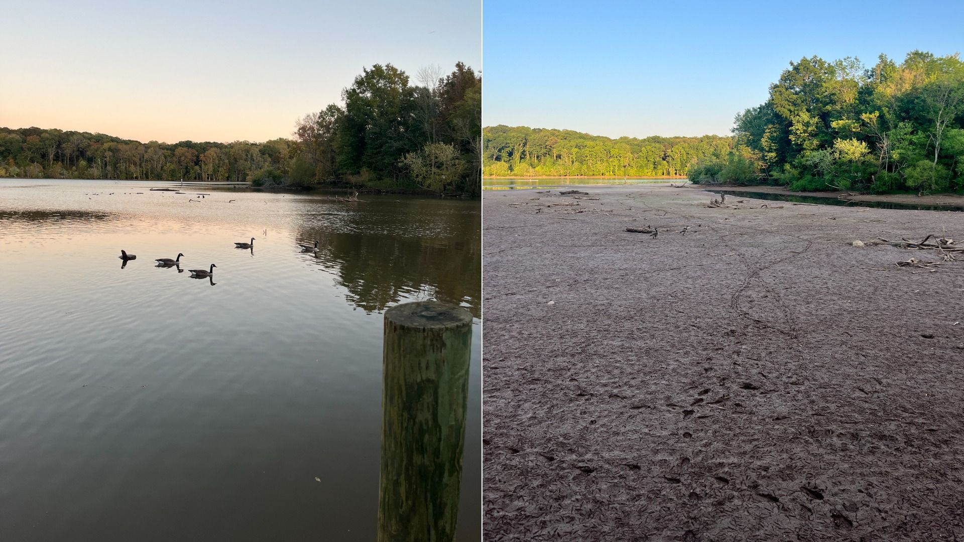 Split image: left a calm, sunset-lit lake with swans near a wooden post and treeline; right a dry, cracked lakebed with driftwood and distant green trees.