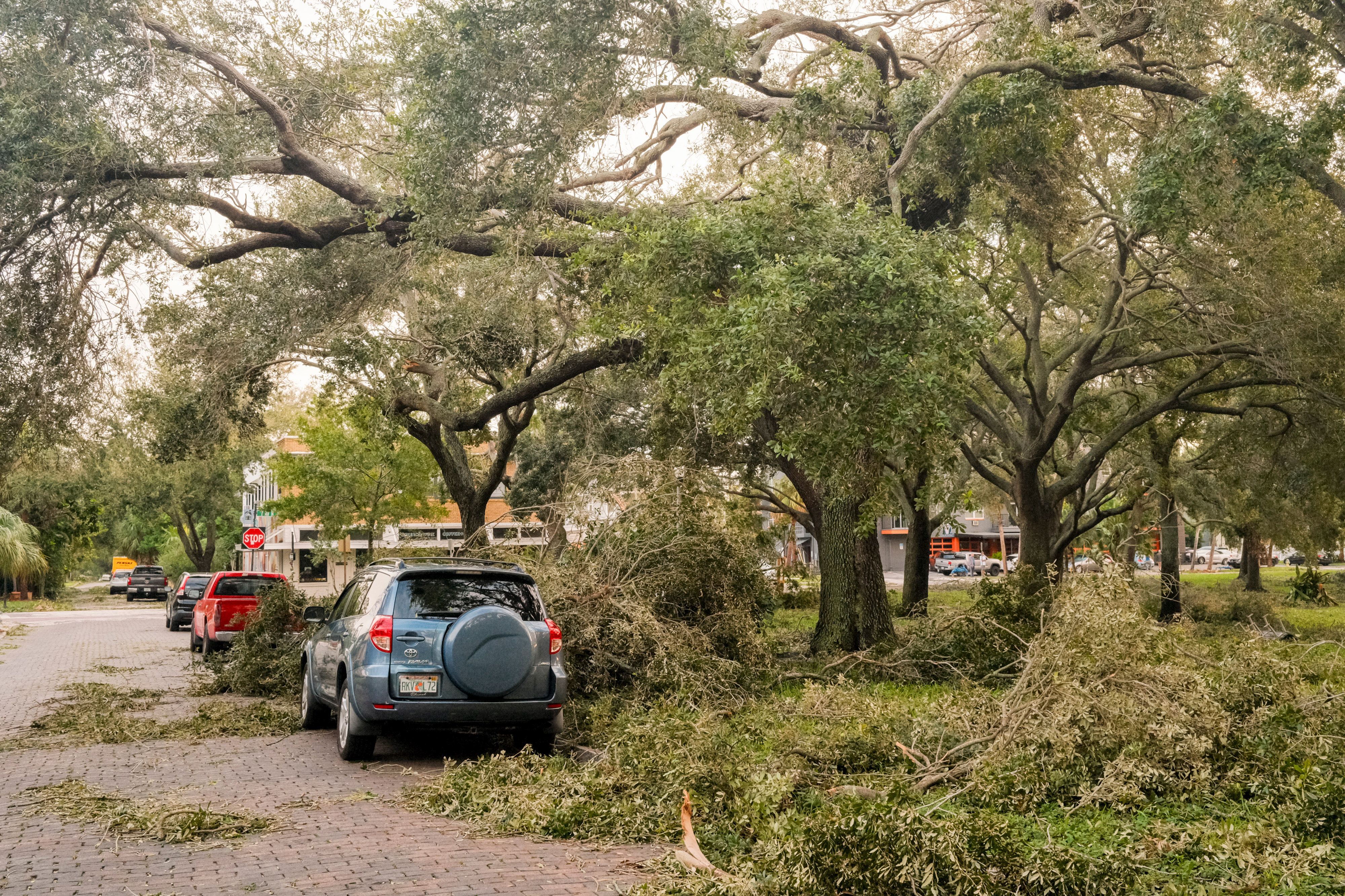 Downed trees in St. Petersburg.