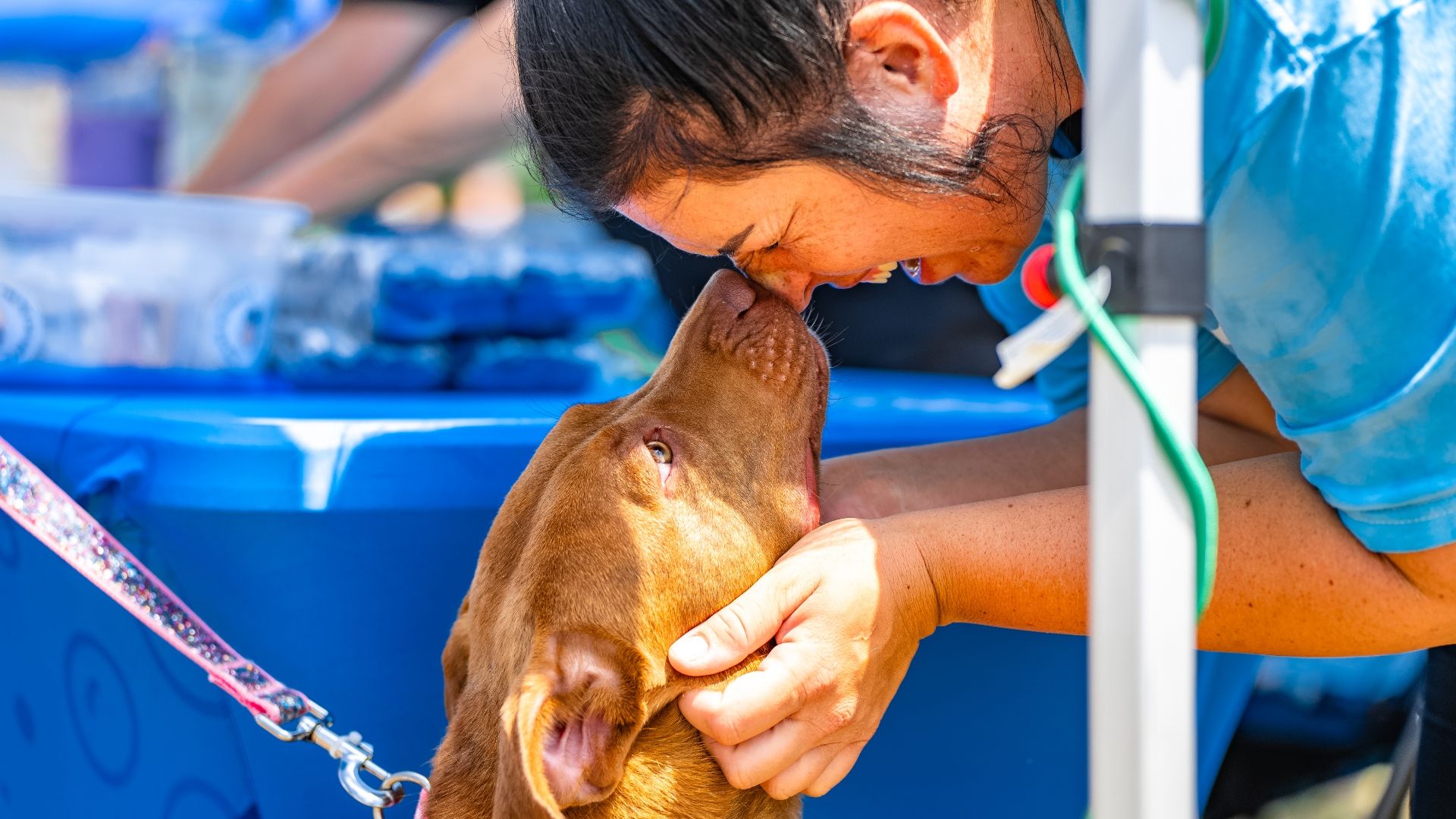 A person in a blue shirt gently holds and touches noses with a brown dog under bright sunlight, showing affection at an outdoor setting with a blue table in the background.
