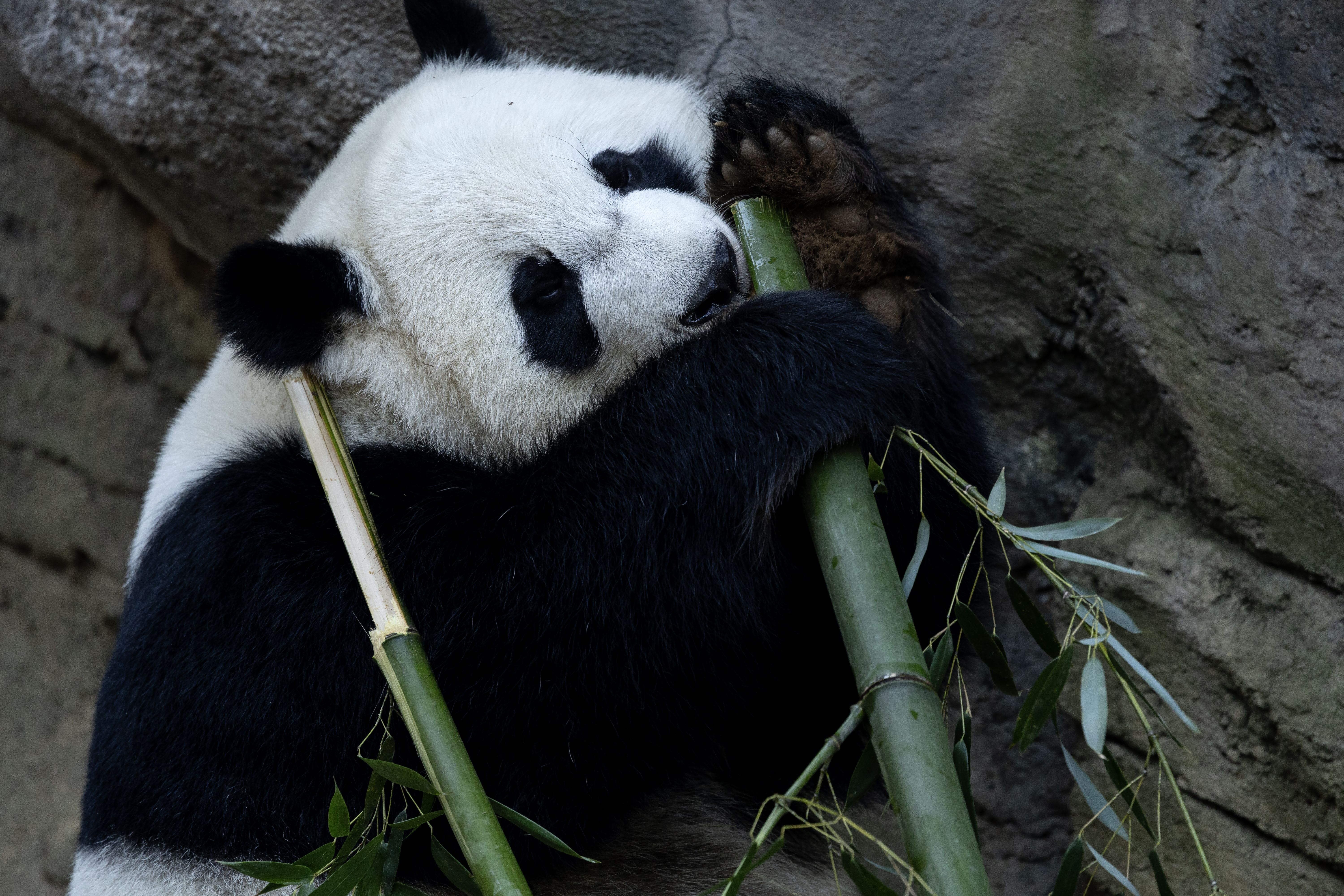 A panda bear eats bamboo in a zoo habitat 