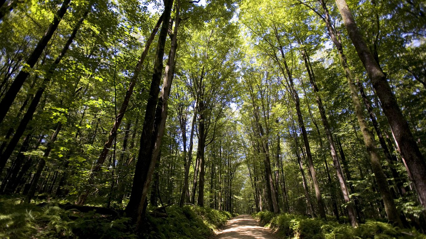Trump plan would roll back Allegheny National Forest protections